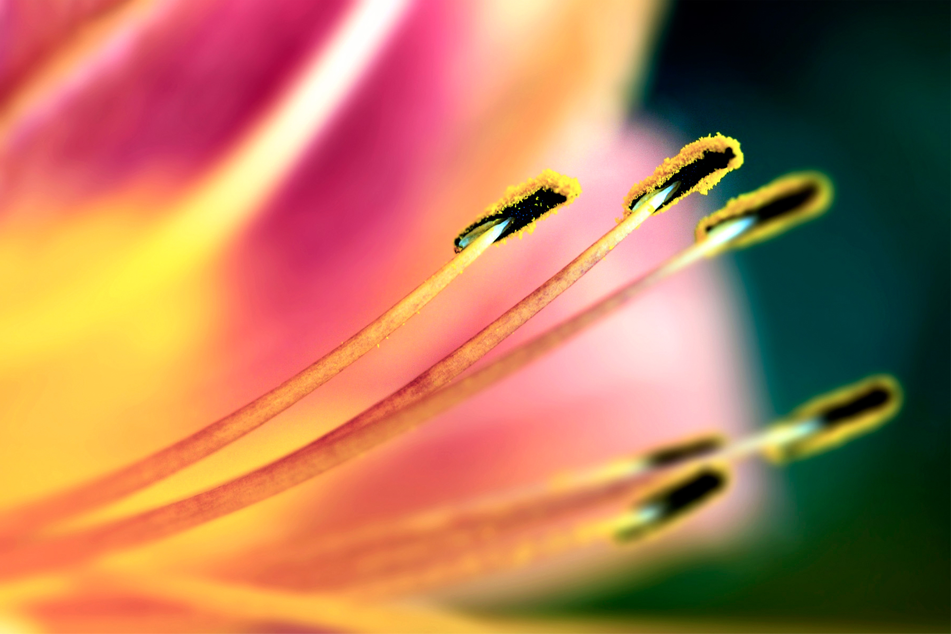 Laden Sie das Blumen, Blume, Erde/natur-Bild kostenlos auf Ihren PC-Desktop herunter