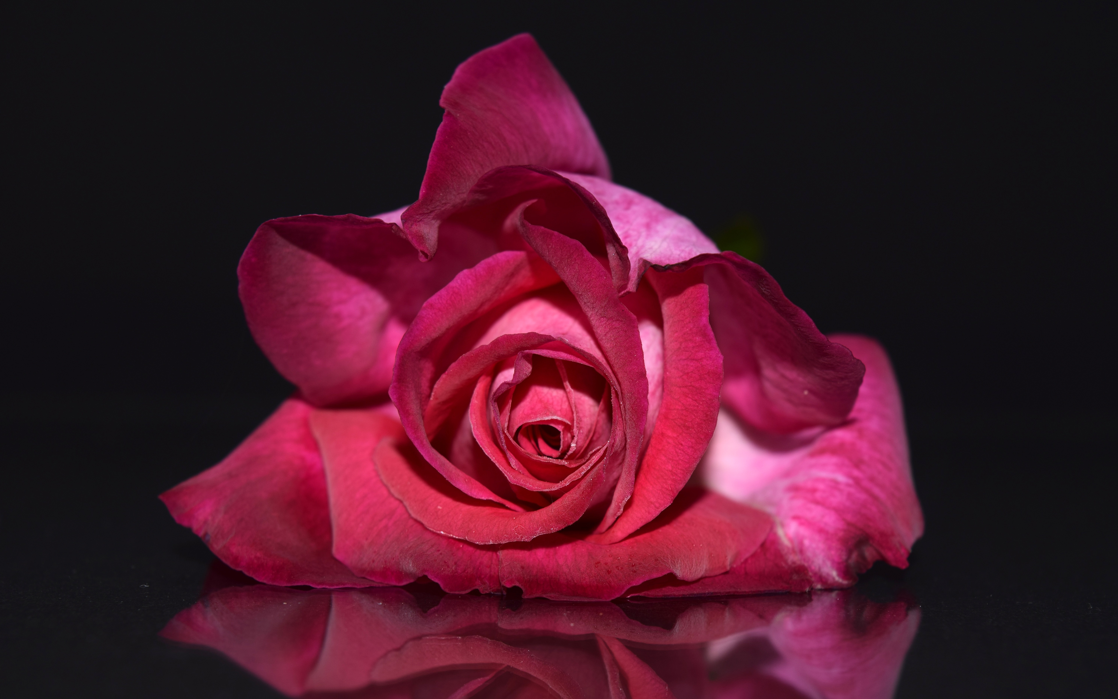 Скачать картинку Цветок, Роза, Крупный План, Земля/природа, Розовый Цветок, Флауэрсы в телефон бесплатно.