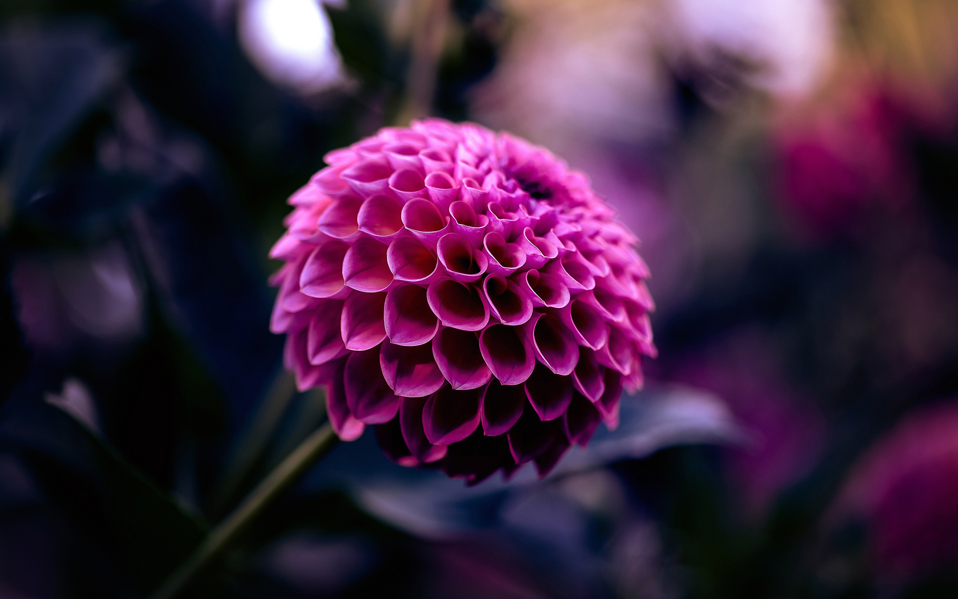 Free download wallpaper Nature, Flowers, Flower, Blur, Earth, Dahlia, Purple Flower on your PC desktop