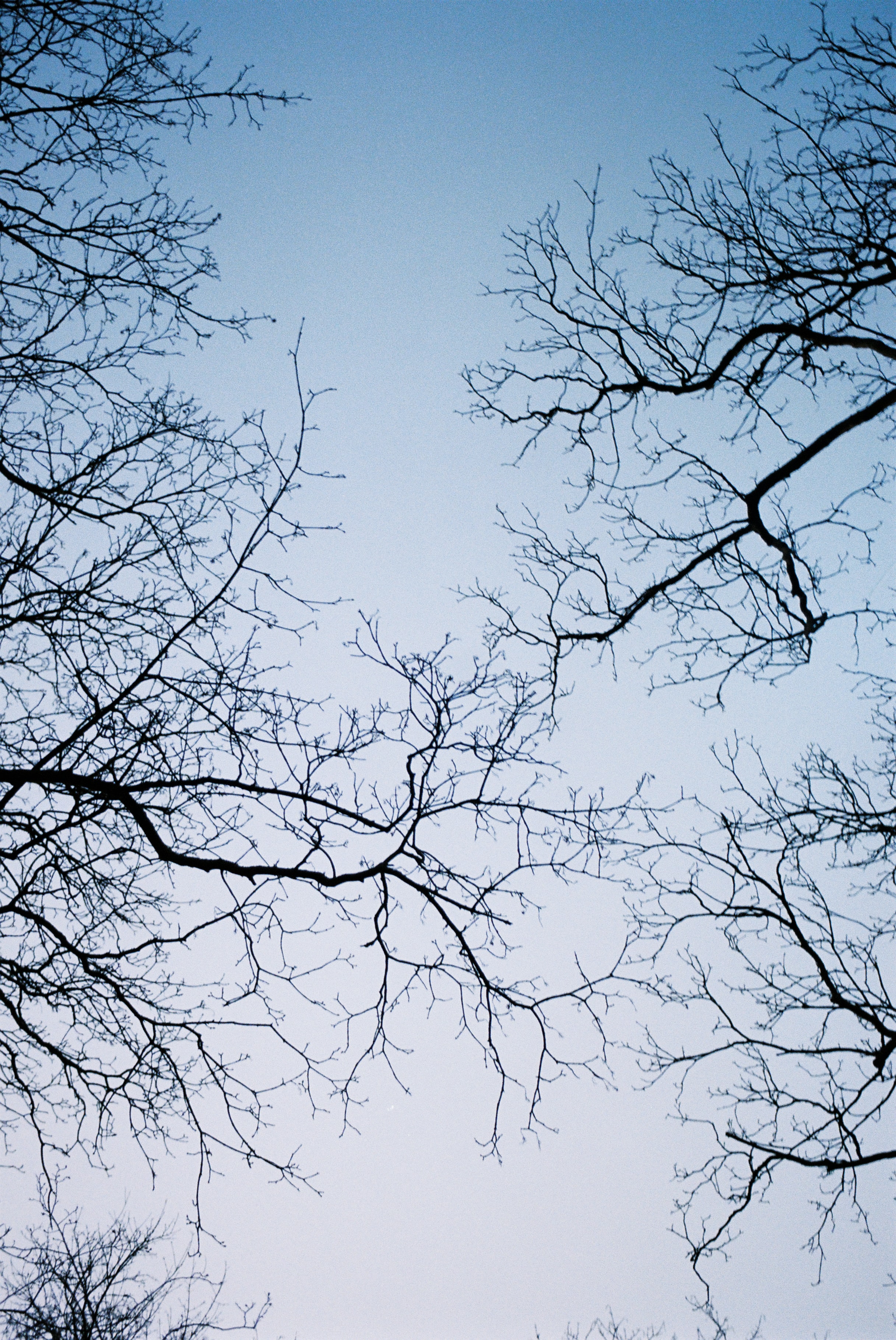 Download mobile wallpaper Branches, Trees, Bottom View, Sky, Nature for free.