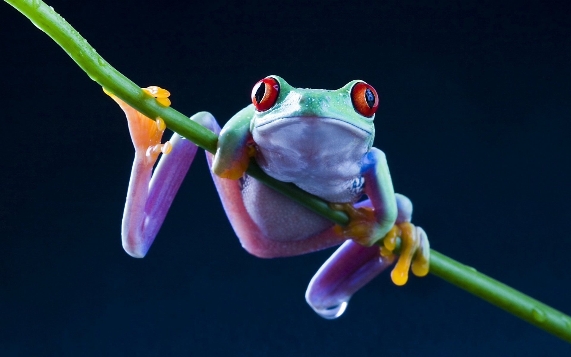 animal, red eyed tree frog, frog, frogs
