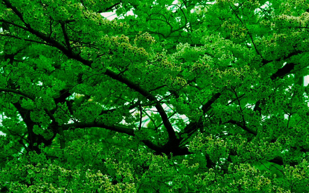 Free download wallpaper Tree, Earth on your PC desktop