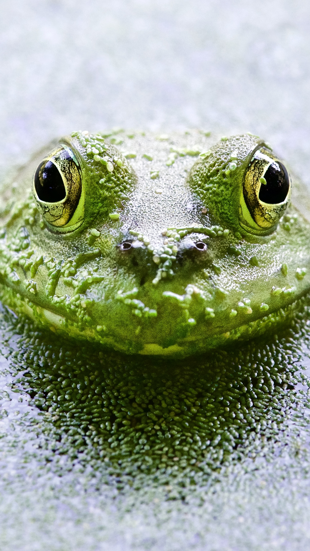 Download mobile wallpaper Nature, Water, Frogs, Animal, Frog for free.