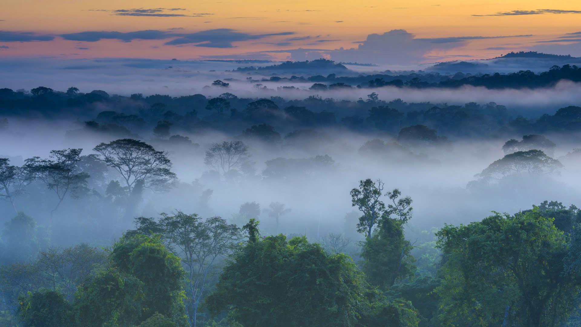 Descarga gratis la imagen Paisaje, Naturaleza, Horizonte, Bosque, Árbol, Niebla, Tierra/naturaleza en el escritorio de tu PC