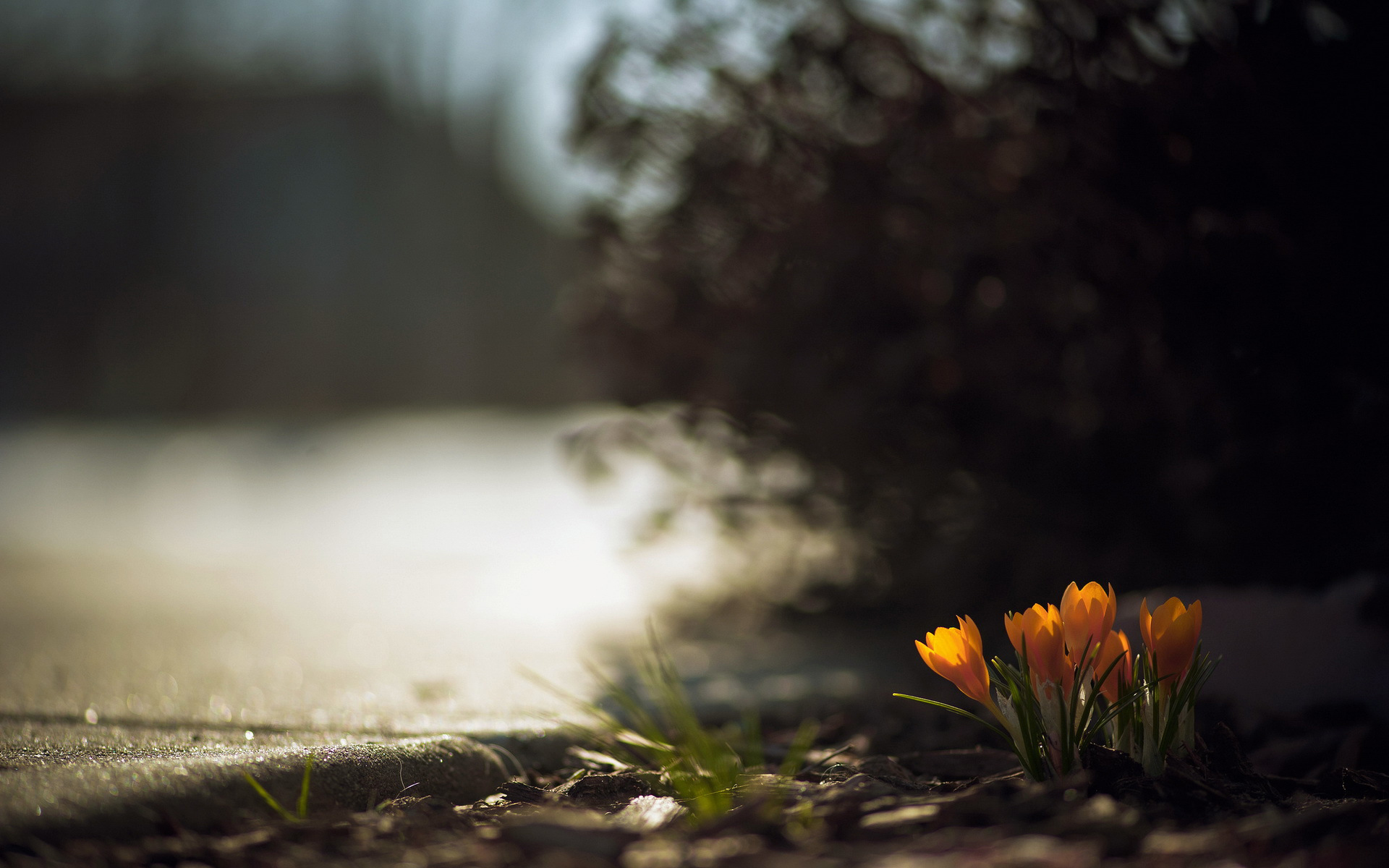 Free download wallpaper Flowers, Flower, Earth, Crocus on your PC desktop