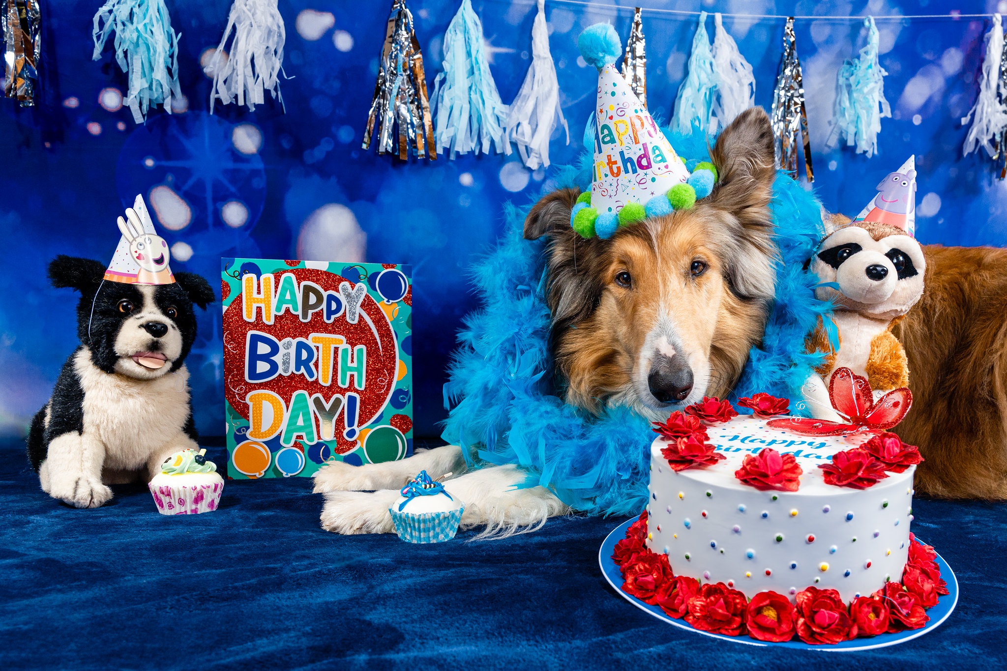 Скачать обои бесплатно Животные, Собаки, Собака, День Рождения картинка на рабочий стол ПК