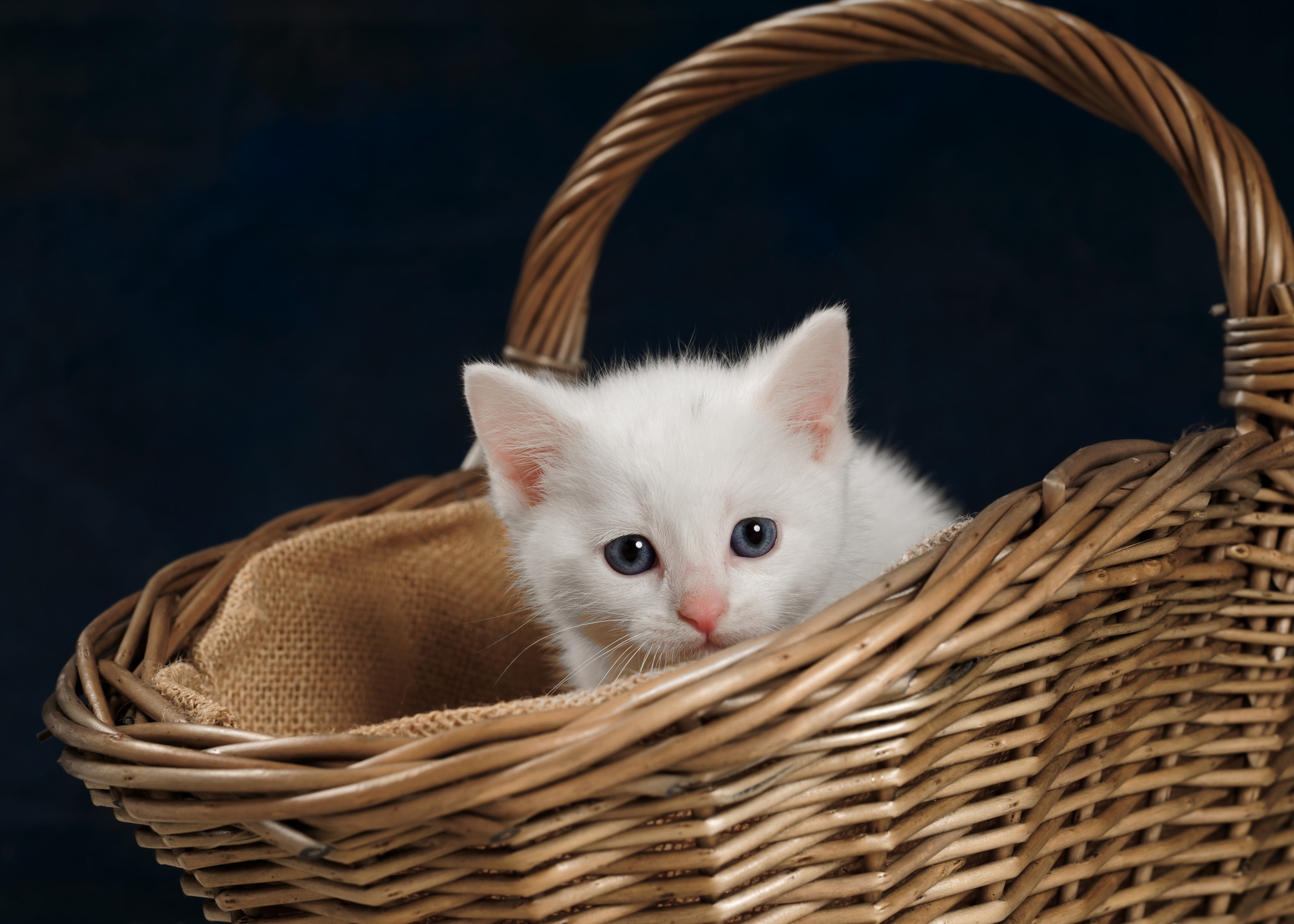 Free download wallpaper Cats, Cat, Kitten, Animal, Basket, Baby Animal on your PC desktop