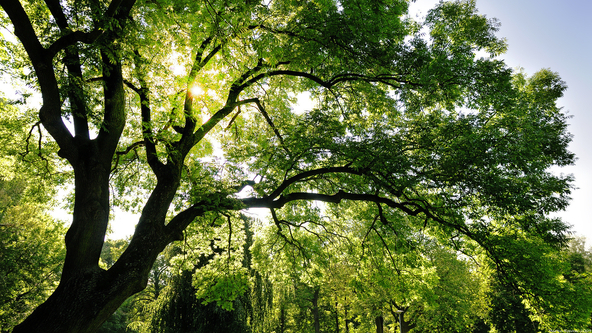 Laden Sie das Bäume, Baum, Erde/natur-Bild kostenlos auf Ihren PC-Desktop herunter