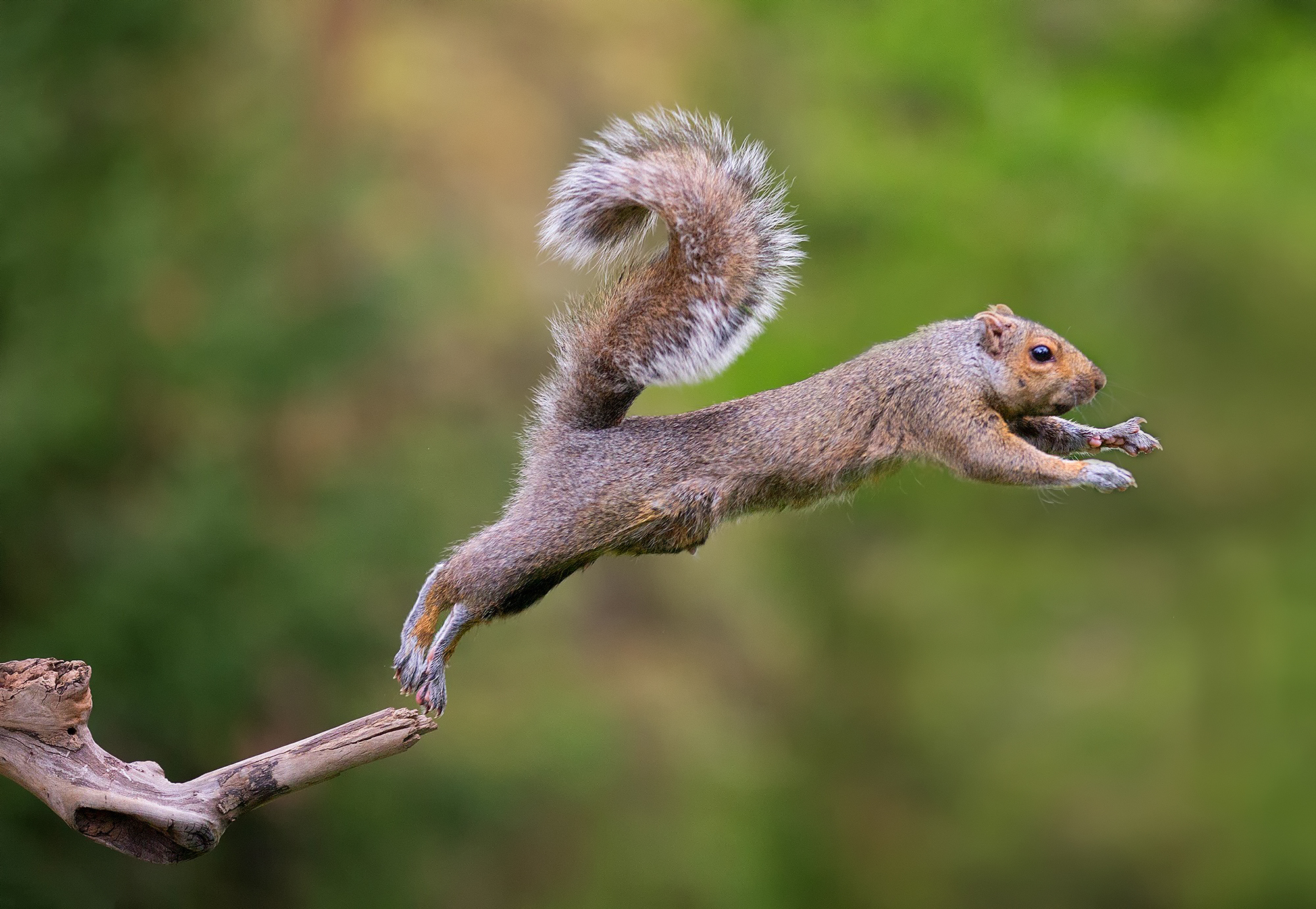 Handy-Wallpaper Eichhörnchen, Tiere kostenlos herunterladen.