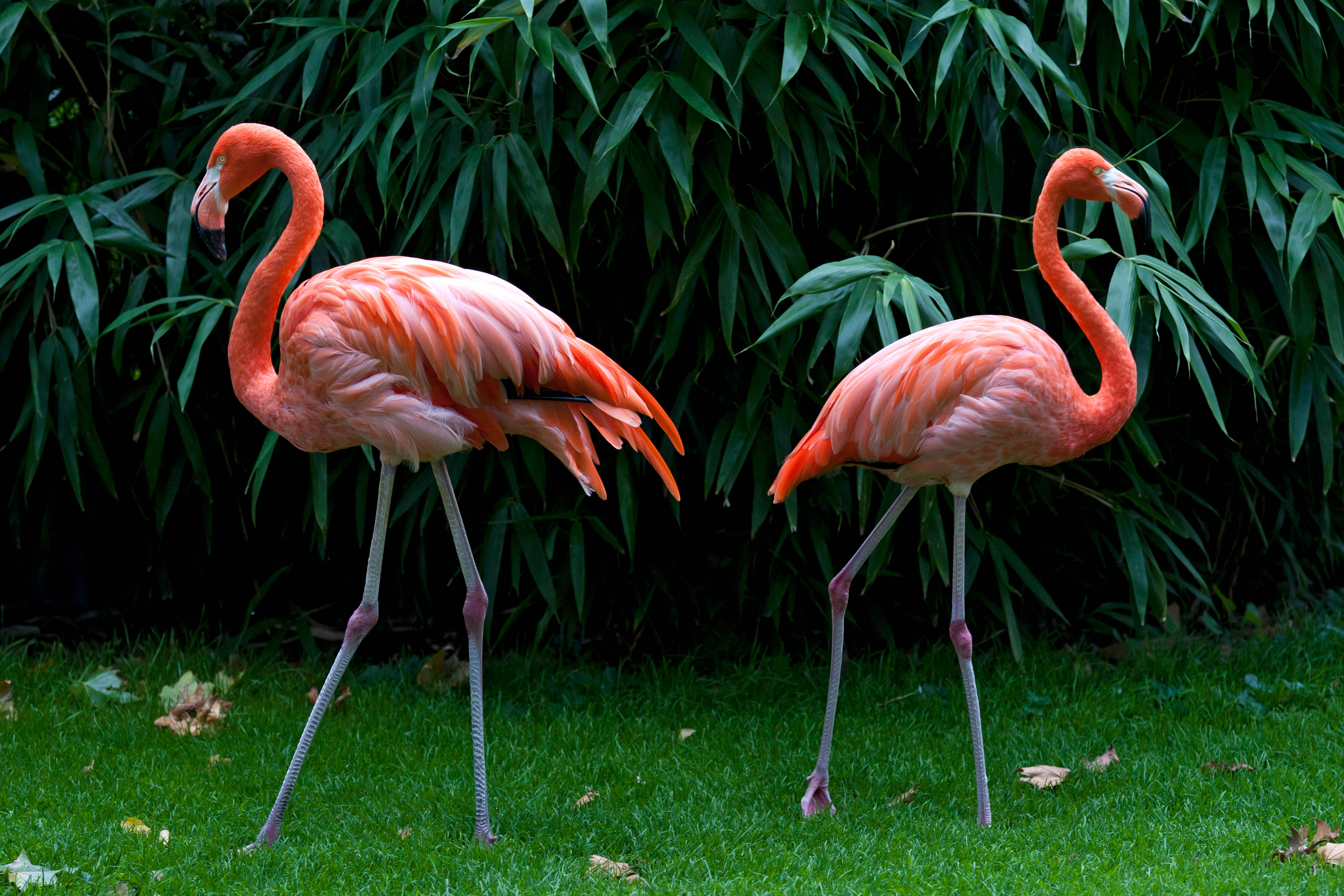 animal, flamingo, bird, birds