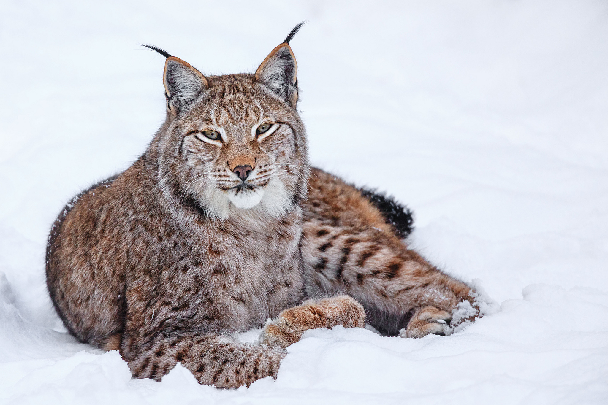 Handy-Wallpaper Luchs, Katzen, Tiere kostenlos herunterladen.