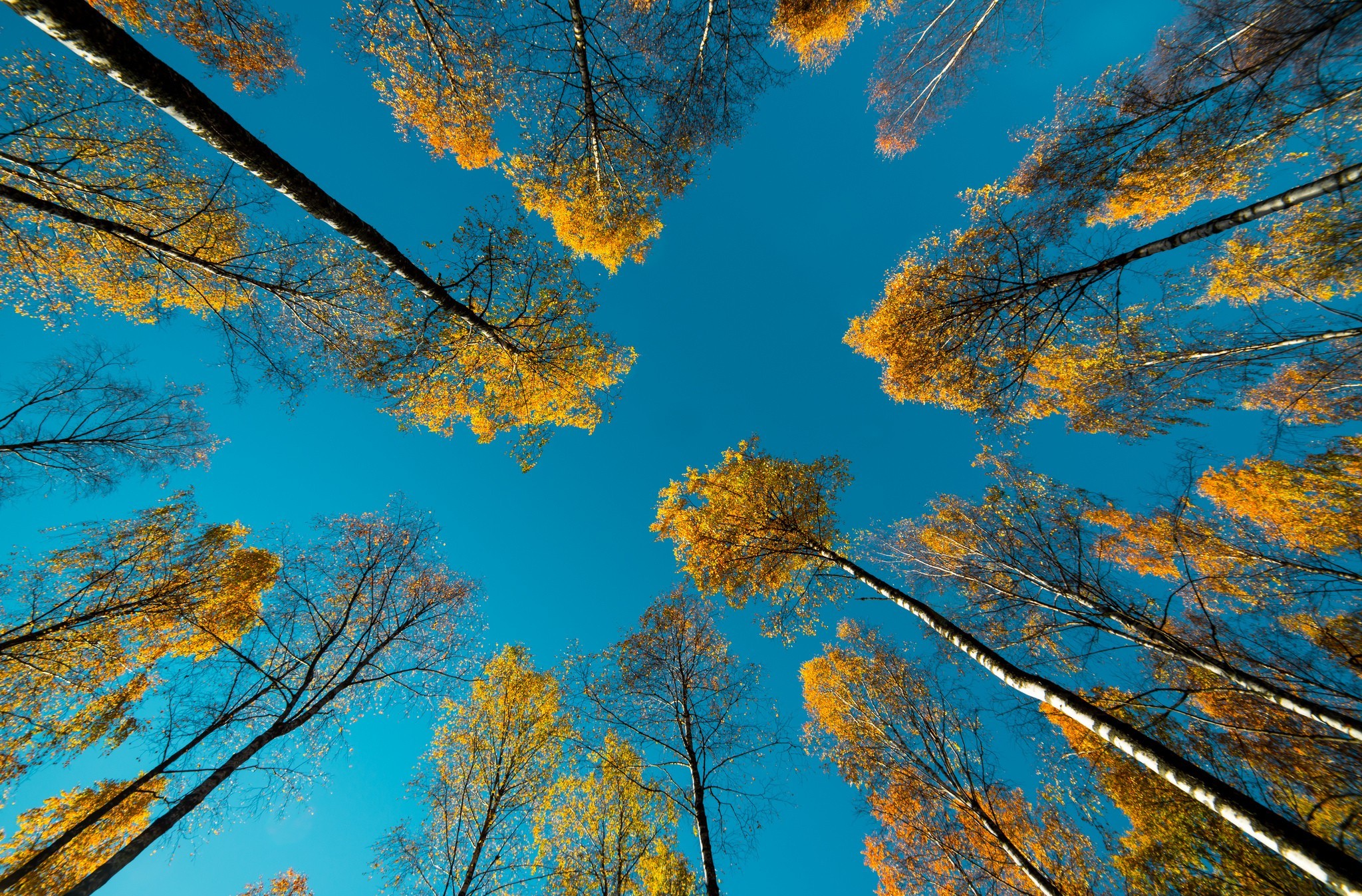 Скачать картинку Деревья, Дерево, Осень, Земля/природа в телефон бесплатно.