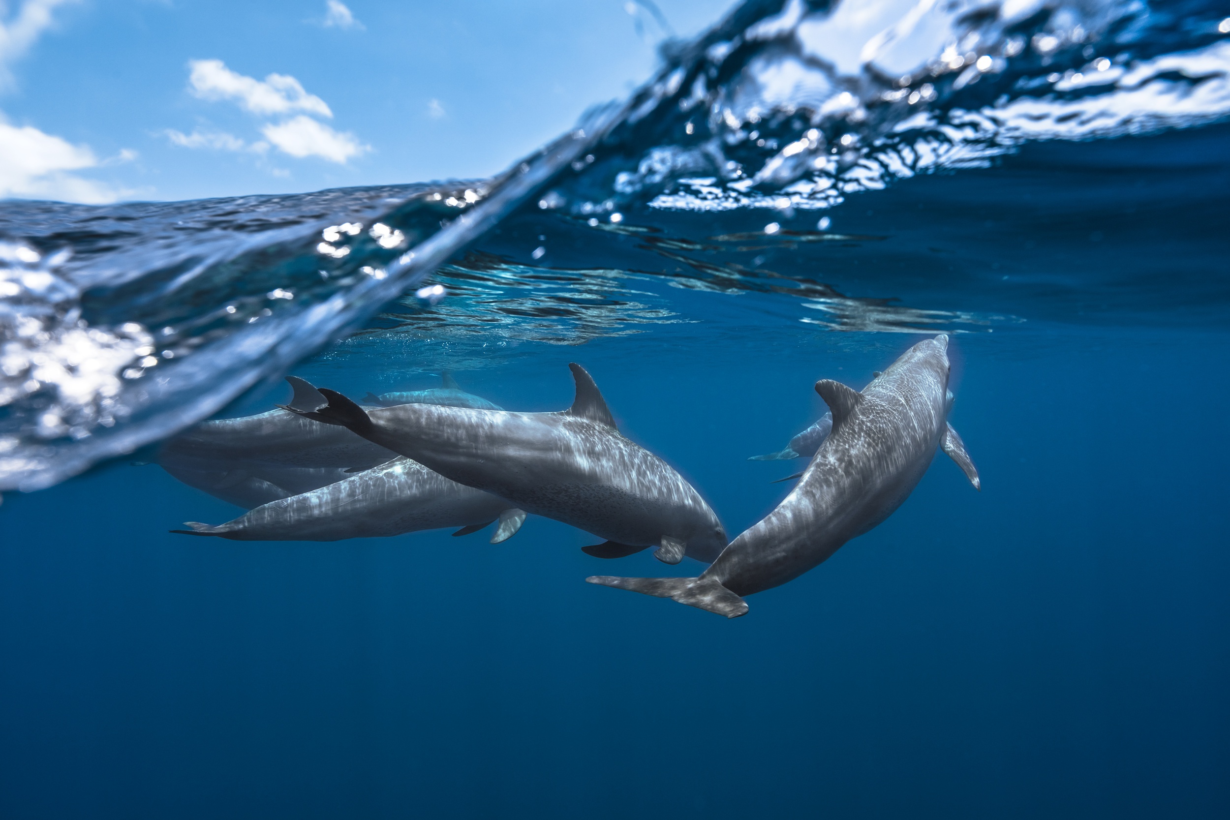 無料モバイル壁紙動物, イルカ, 水中, 海の生物をダウンロードします。