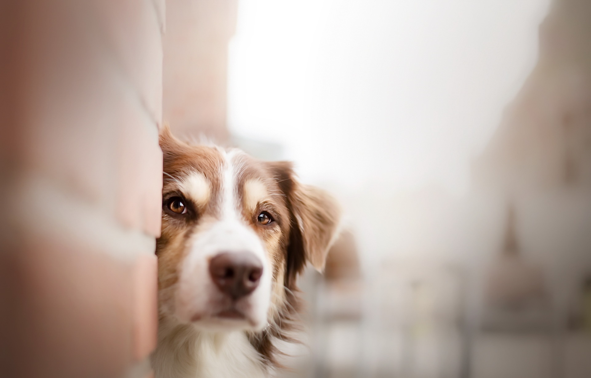 Baixar papel de parede para celular de Animais, Cães, Cão, Focinho gratuito.