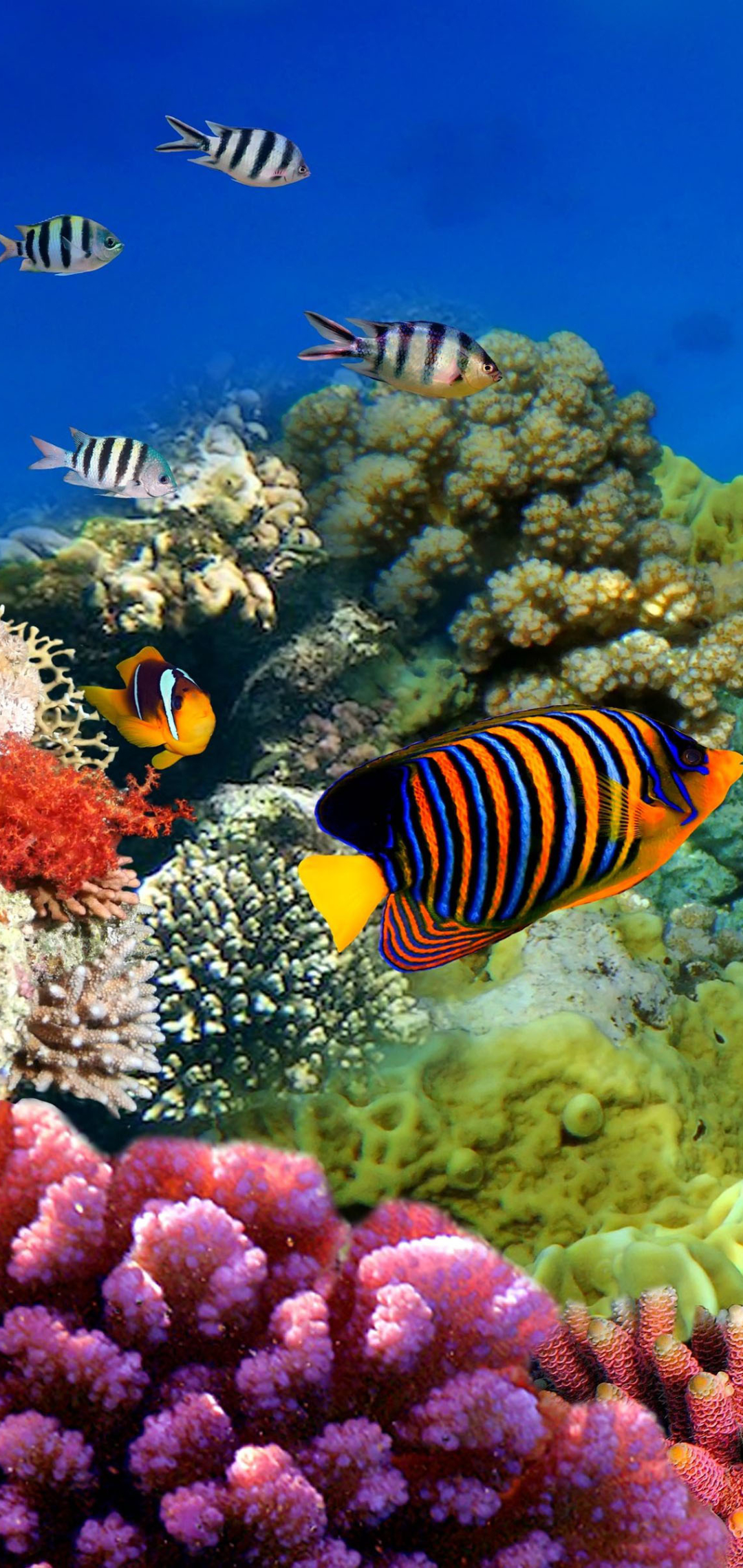 1164332 Hintergrundbild herunterladen koralle, tiere, fisch, farben, great barrier reef, unterwasser, fische - Bildschirmschoner und Bilder kostenlos