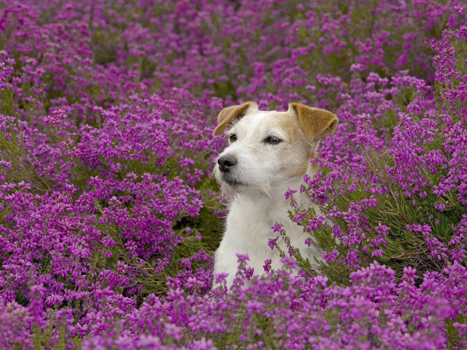 Free download wallpaper Animals, Dogs, Flowers on your PC desktop