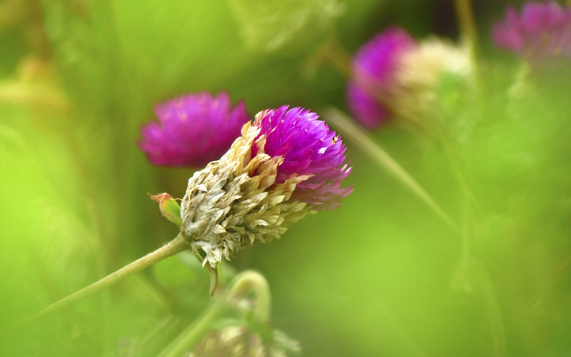 Handy-Wallpaper Blumen, Blume, Erde/natur kostenlos herunterladen.