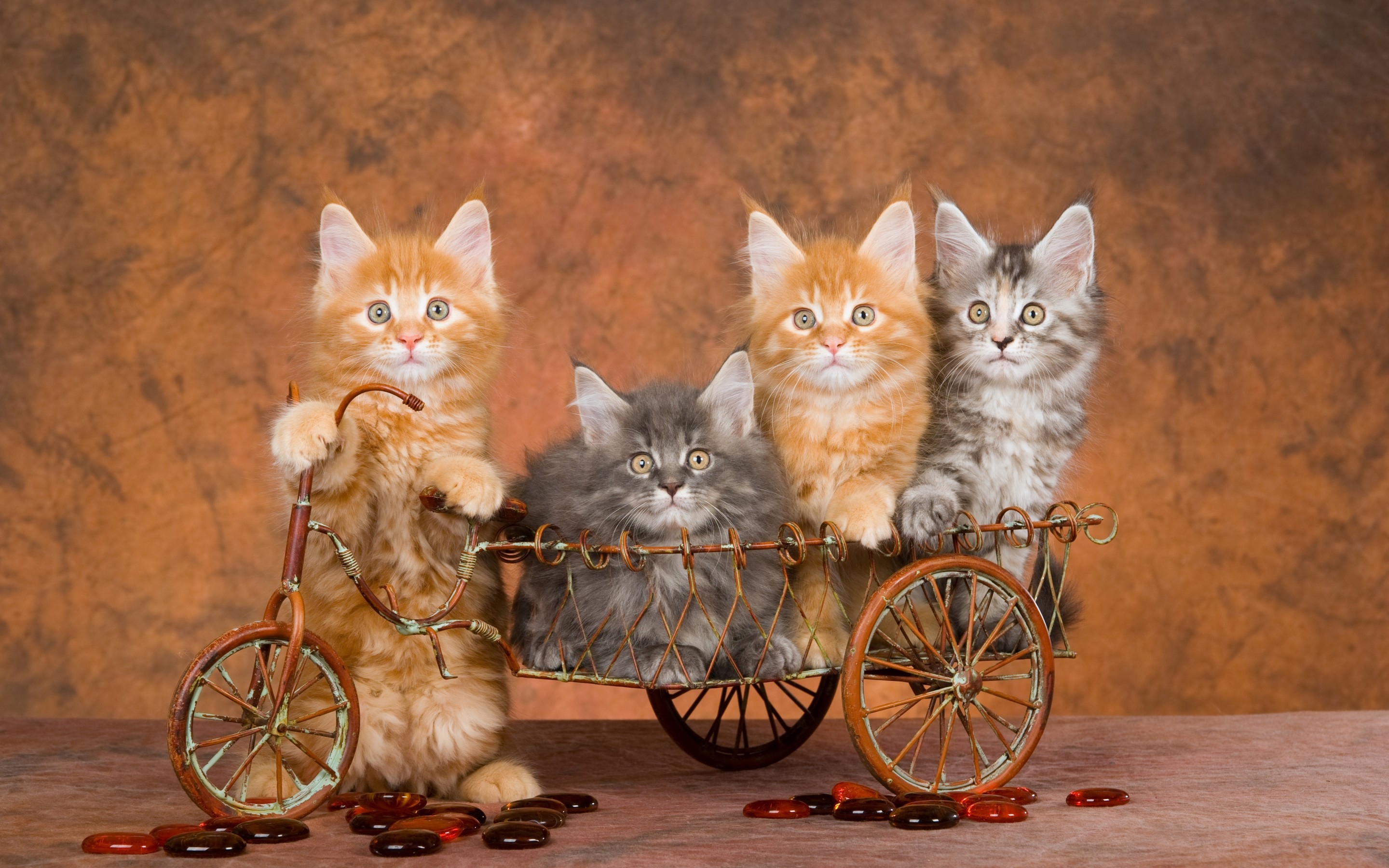 Download mobile wallpaper Cats, Cat, Kitten, Animal for free.