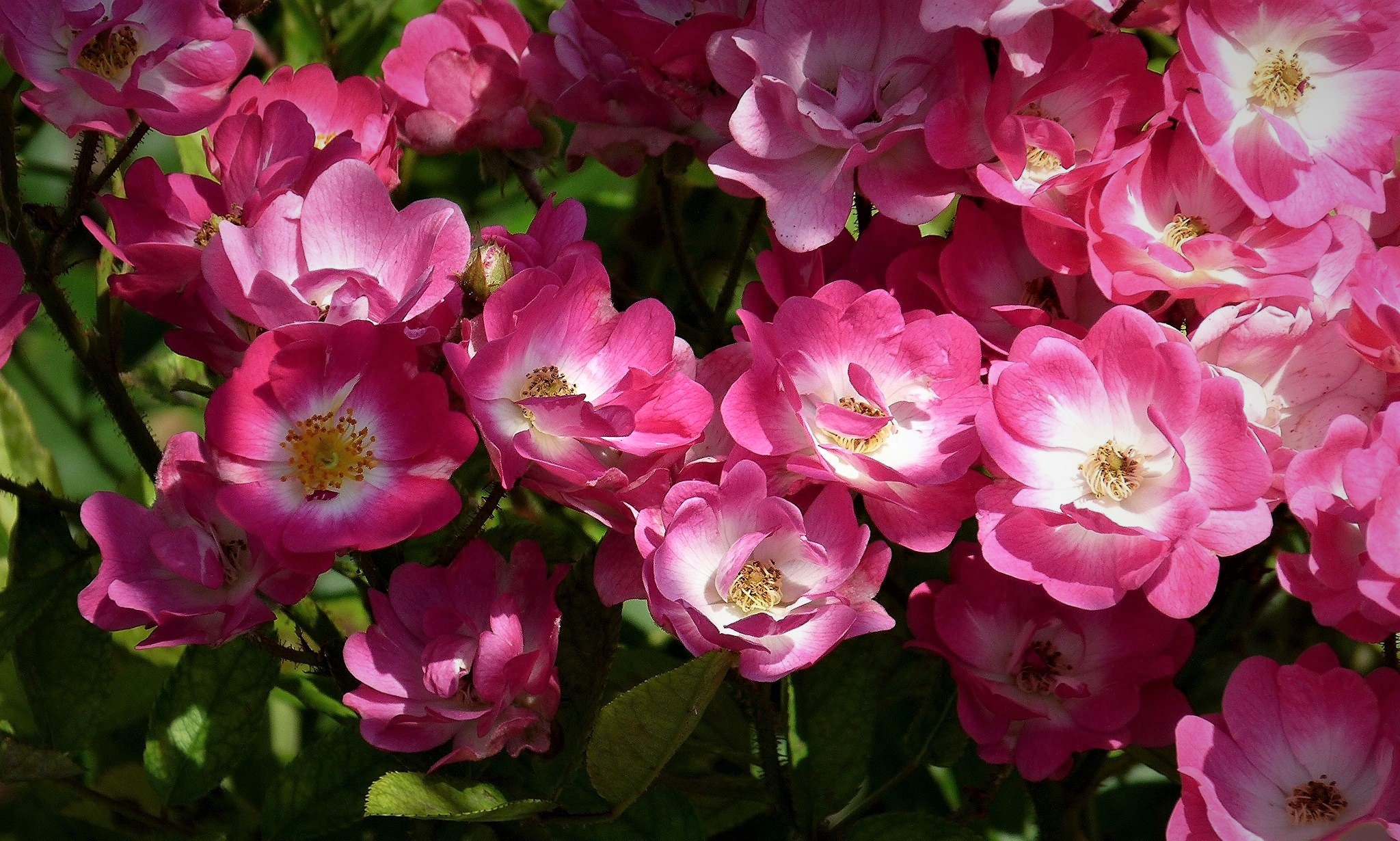 Download mobile wallpaper Flowers, Bush, Flower, Rose, Earth, Pink Flower for free.