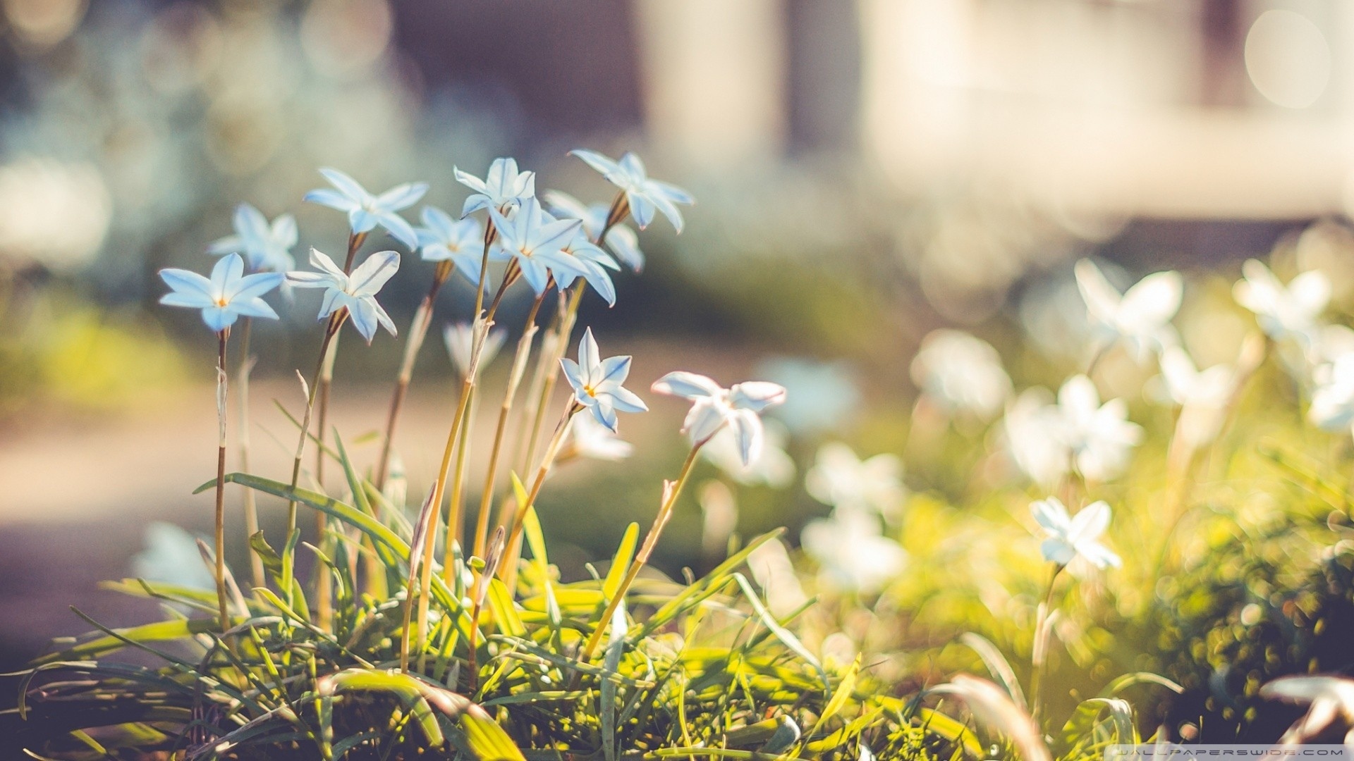 Téléchargez gratuitement l'image Fleurs, Fleur, Terre/nature sur le bureau de votre PC