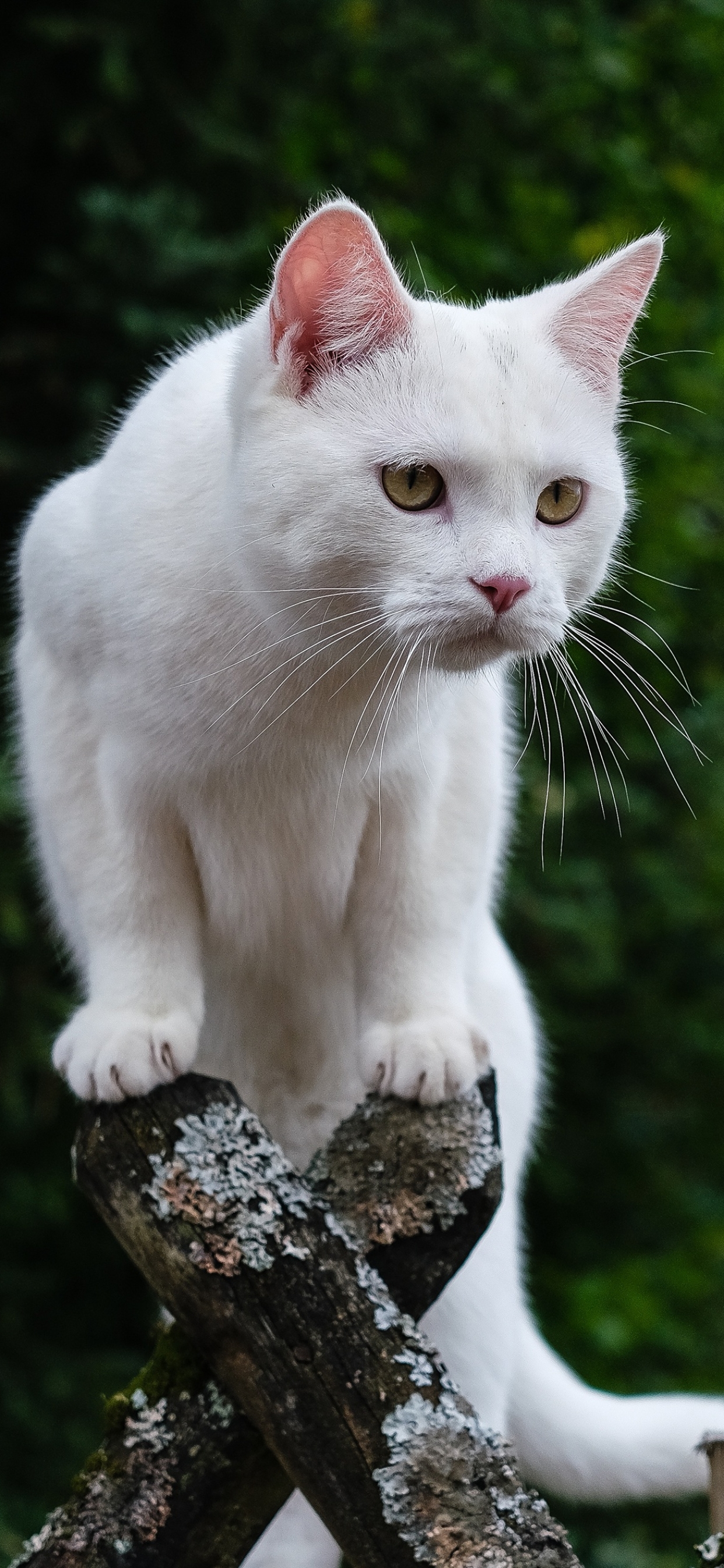 Handy-Wallpaper Katze, Katzen, Tiere kostenlos herunterladen.