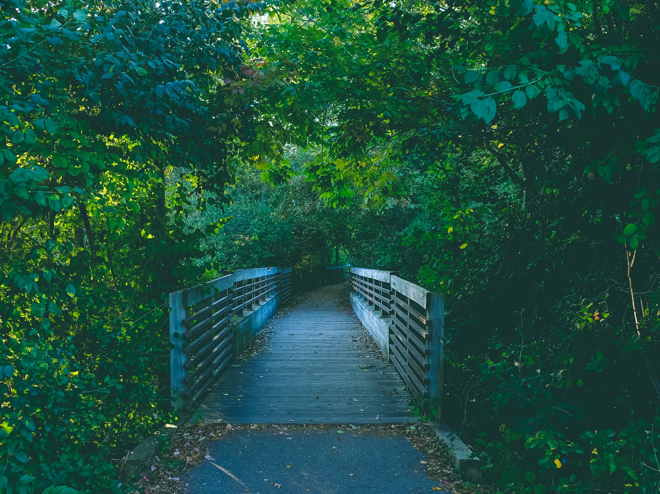 path, nature, trees, summer, bridge, trail