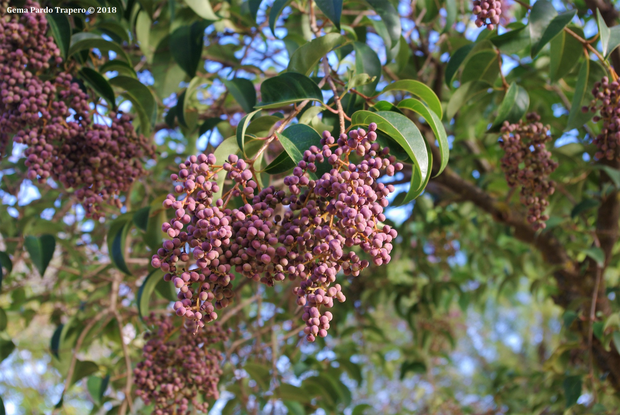 Descarga gratis la imagen Naturaleza, Hoja, Rama, Baya, Alimento en el escritorio de tu PC