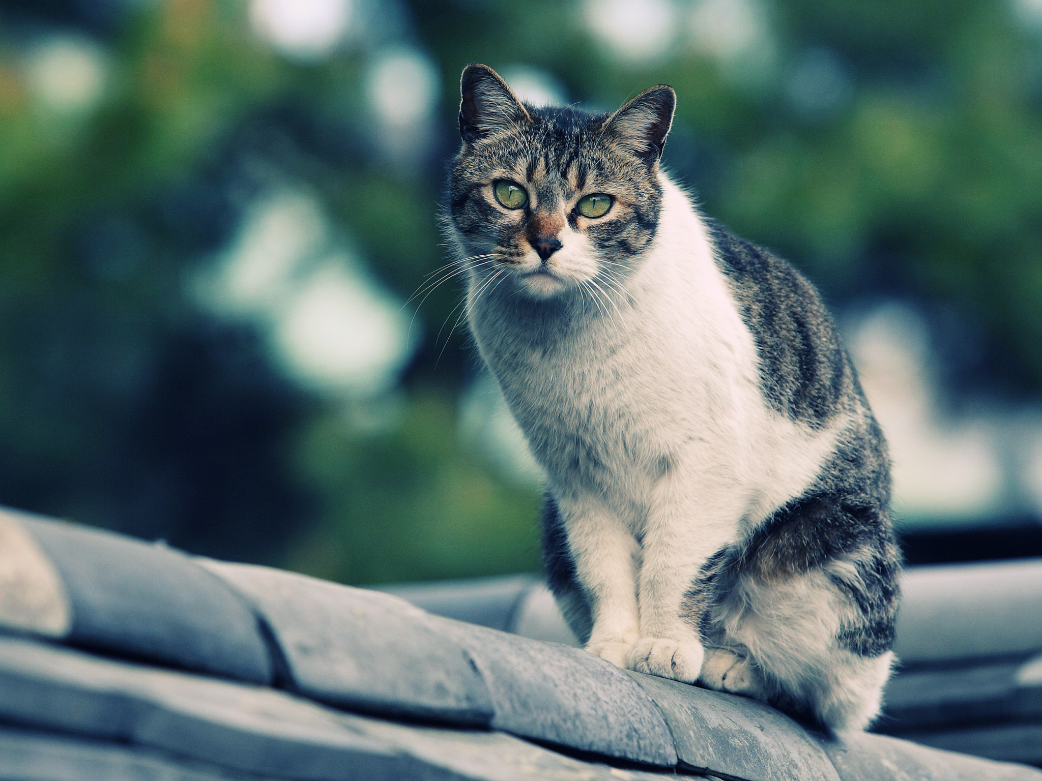 Handy-Wallpaper Tiere, Katzen, Katze kostenlos herunterladen.