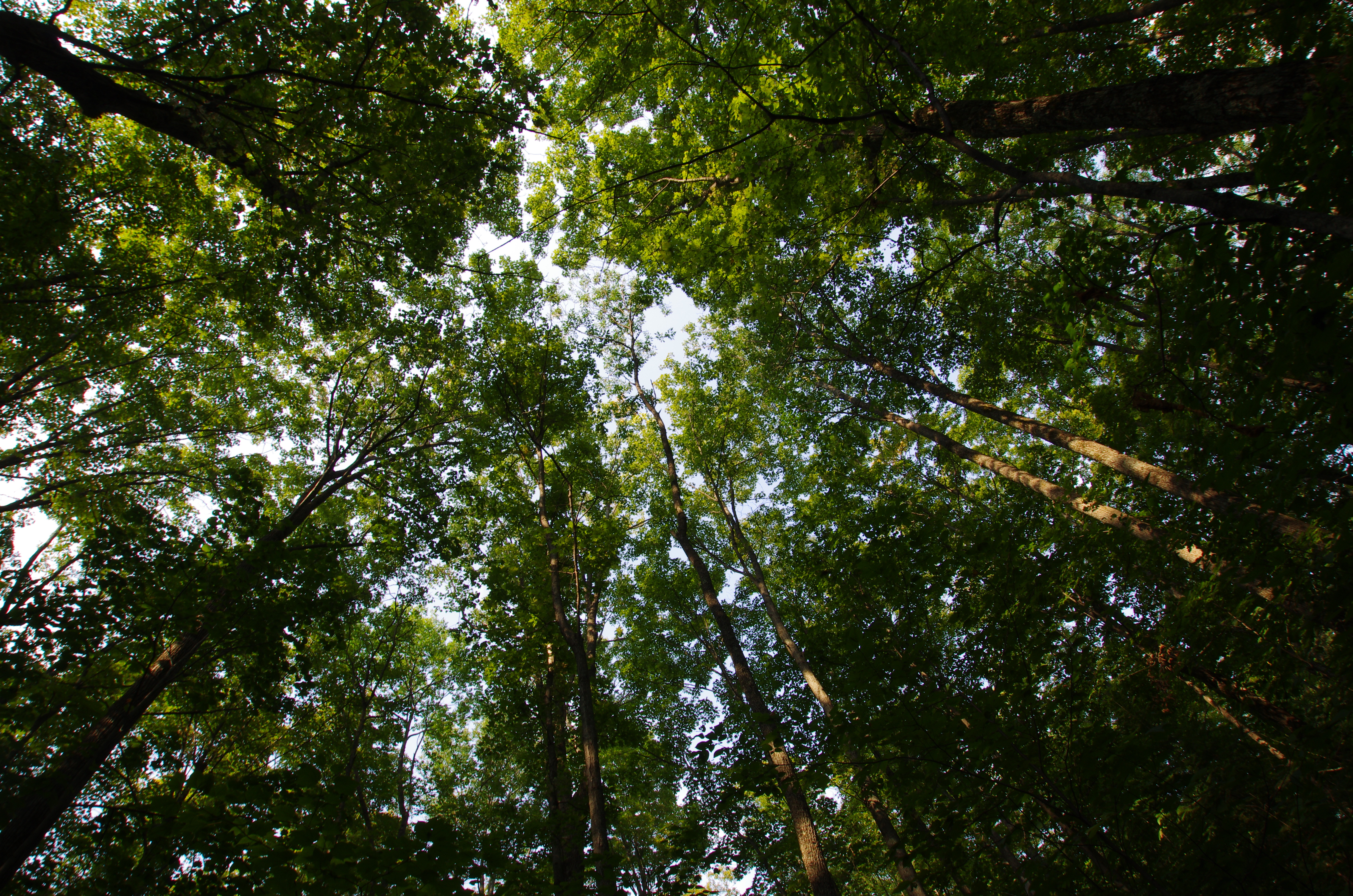 Скачать картинку Лес, Дерево, Земля/природа, Верхушки Деревьев в телефон бесплатно.