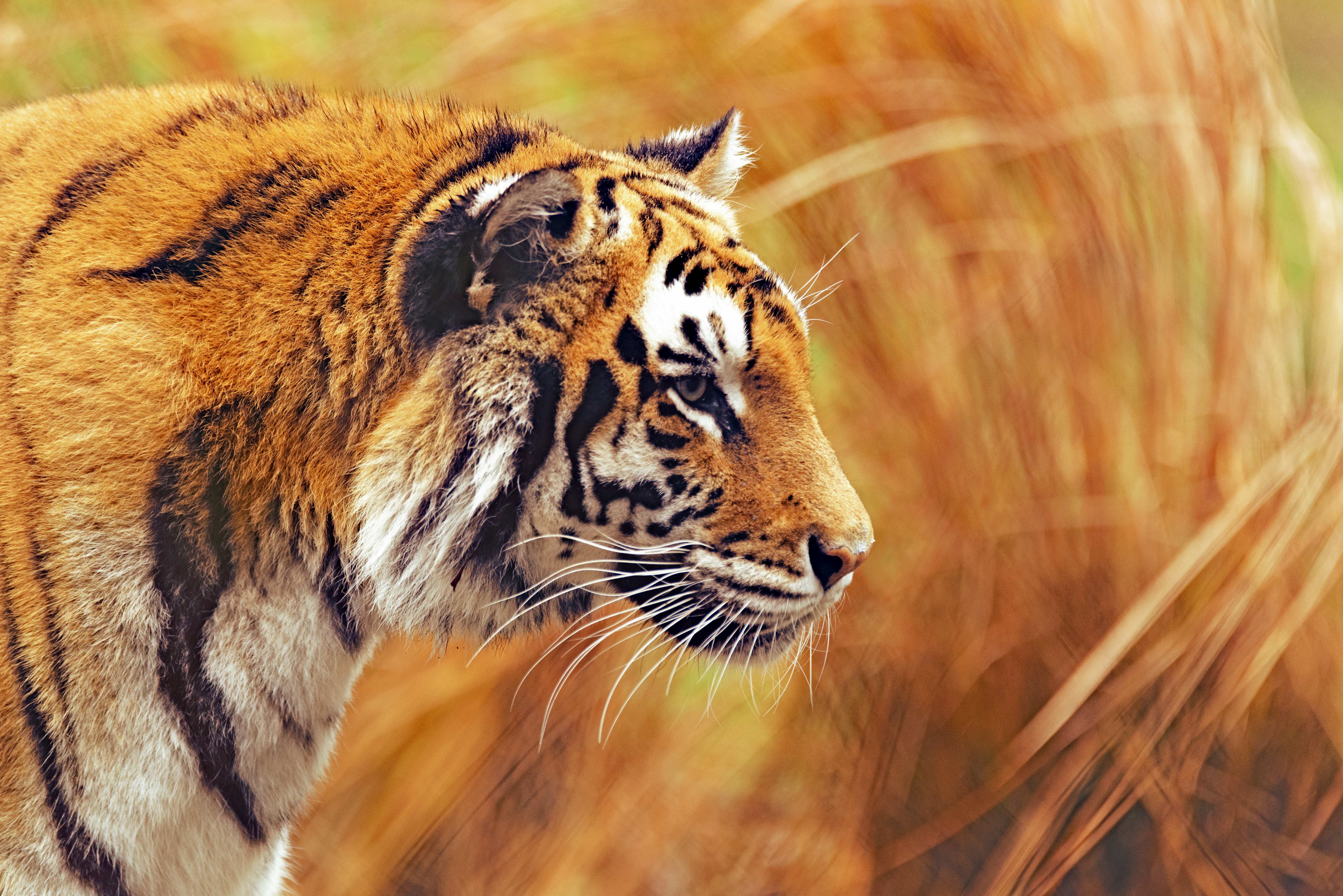 Free download wallpaper Striped, Animals, Big Cat, Wildlife, Predator, Tiger on your PC desktop