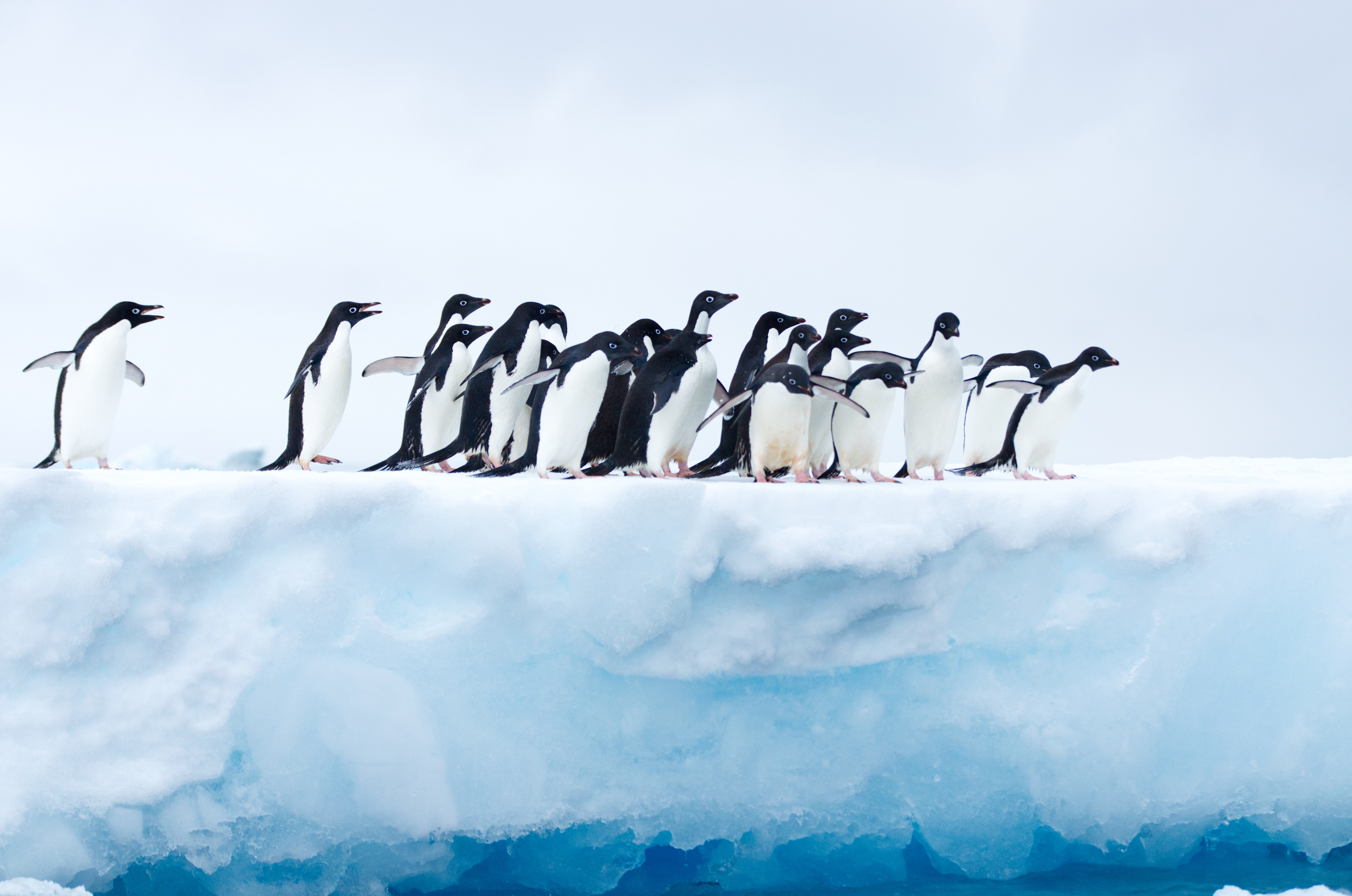 animals, pinguins, ice, flock, glacier, antarctica Full HD