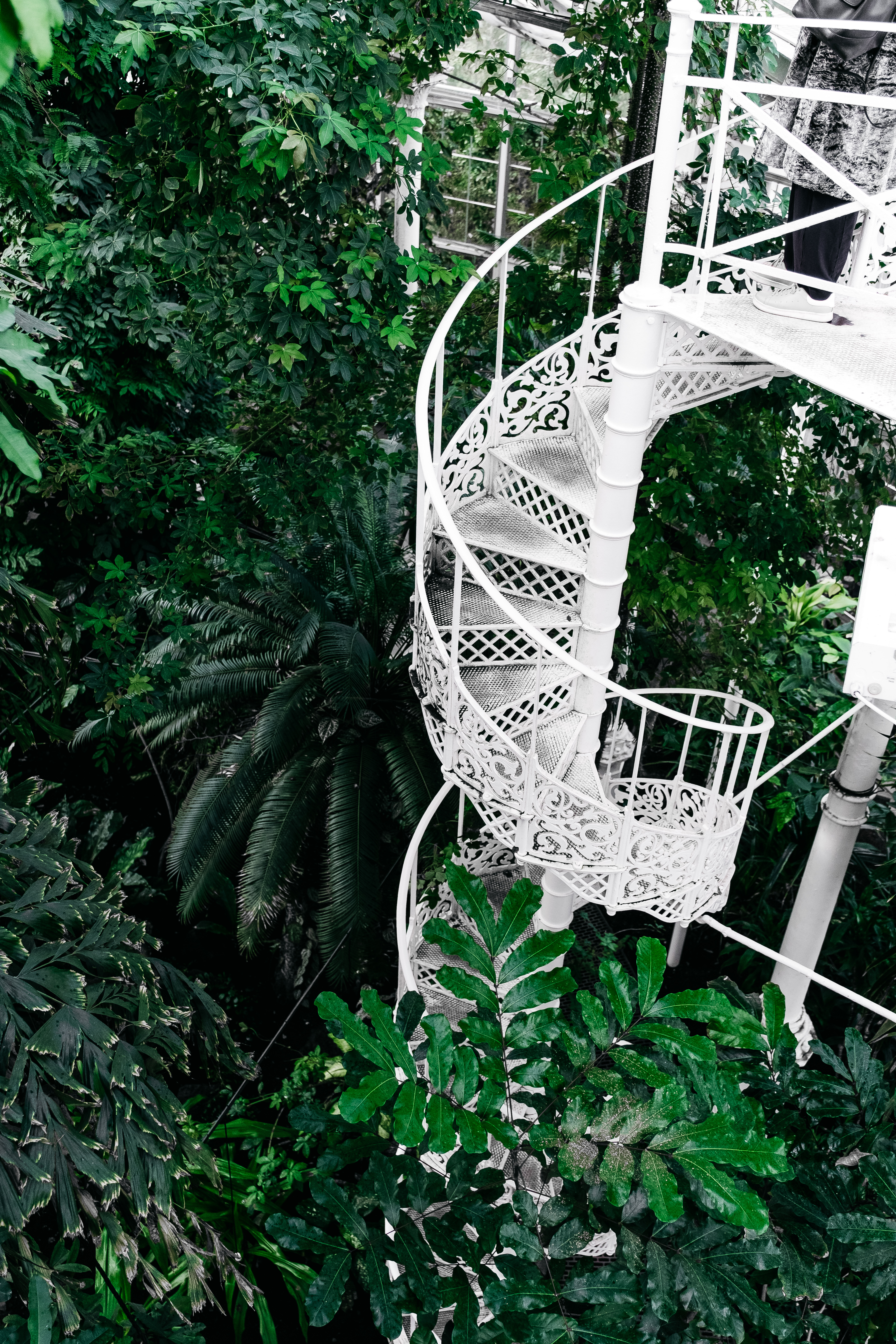 ladder, plants, flowers, green, stairs, circular, botanical garden, botanic gardens
