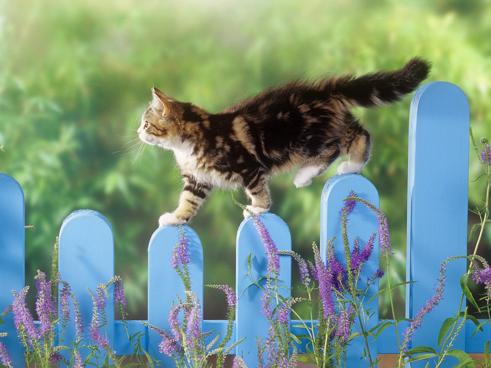 Baixar papel de parede para celular de Animais, Gato gratuito.