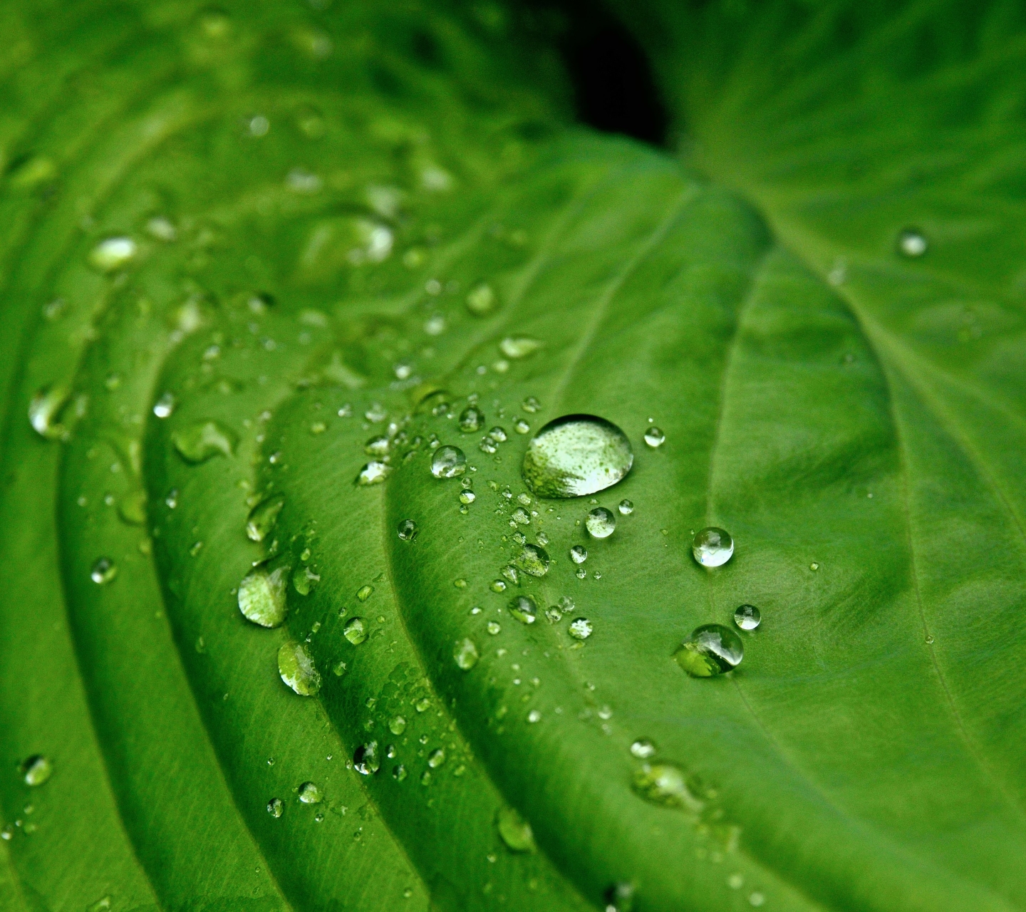 Free download wallpaper Nature, Leaf, Earth, Water Drop on your PC desktop
