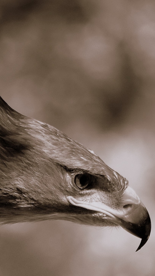 Descarga gratuita de fondo de pantalla para móvil de Animales, Águila, Aves.