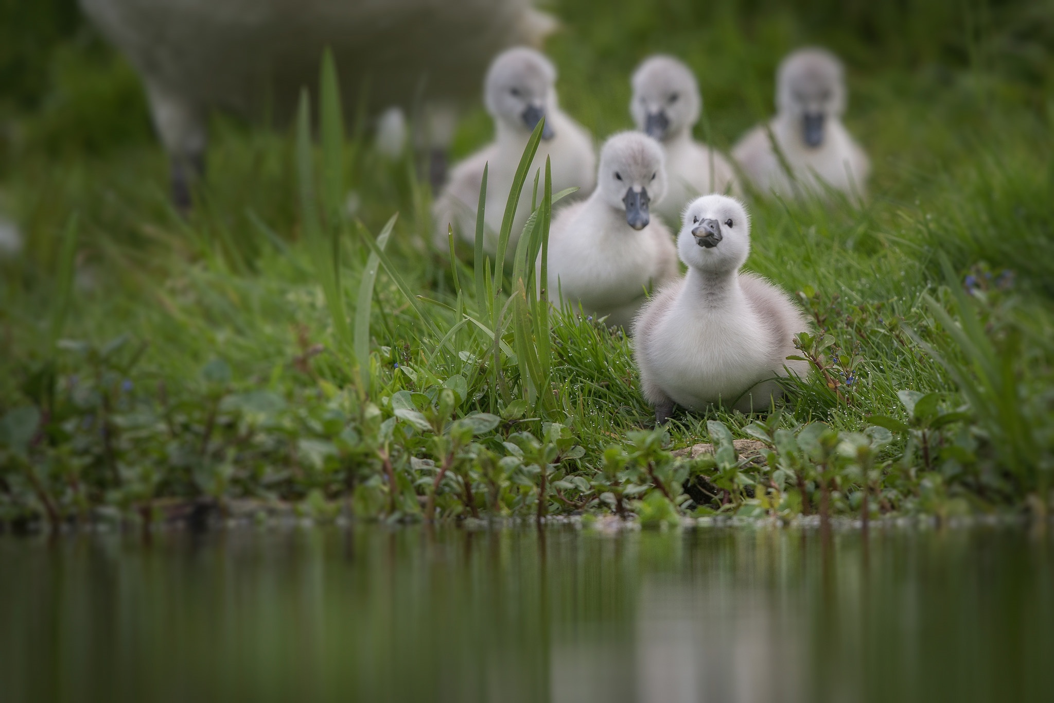 animal, tundra swan, baby animal, swan, birds