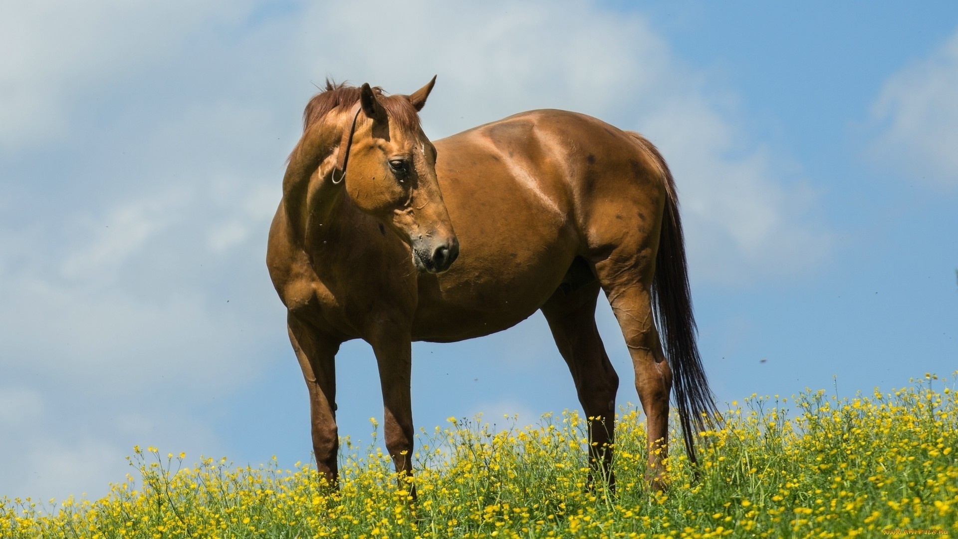 無料モバイル壁紙動物, 馬をダウンロードします。