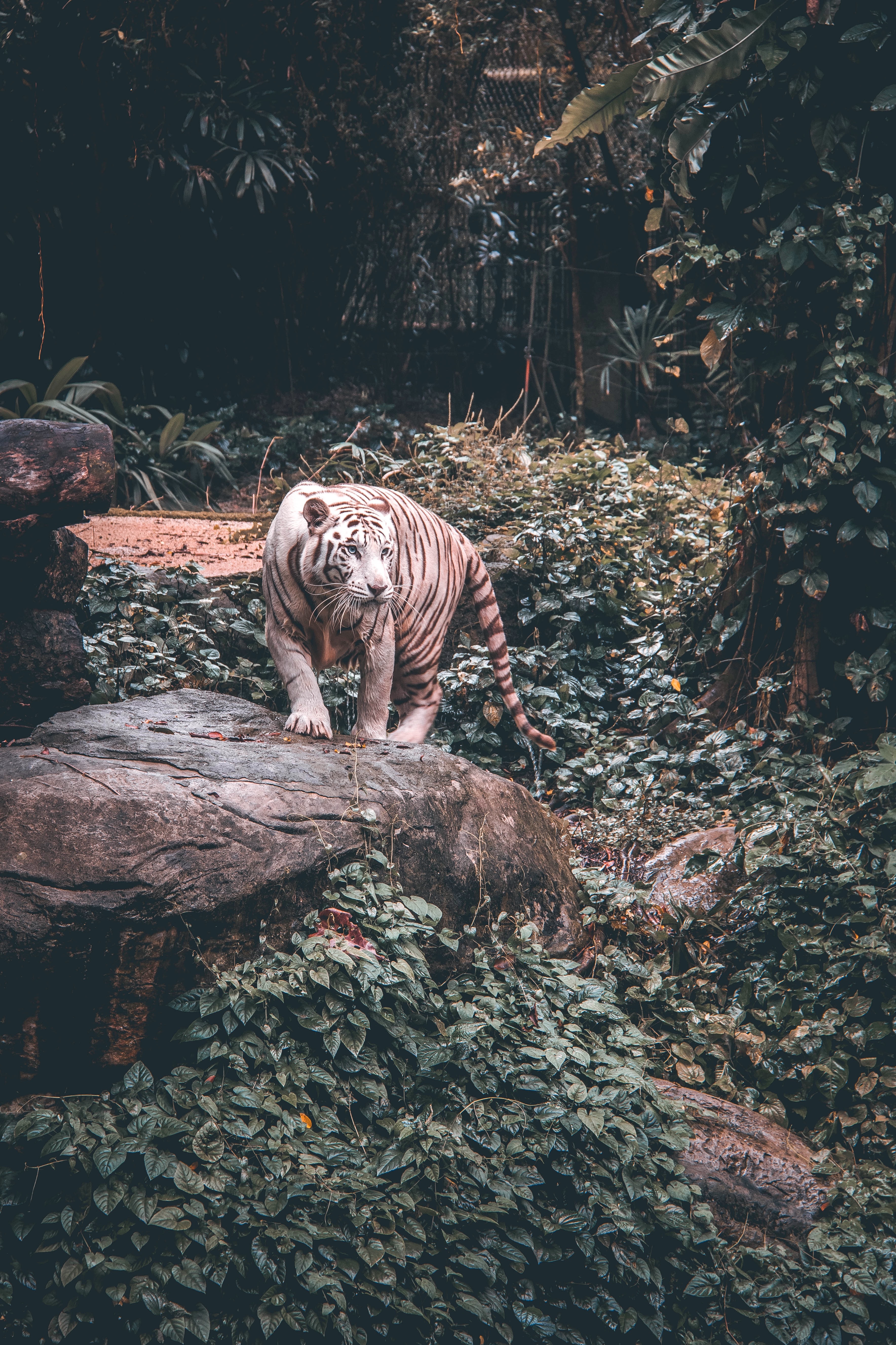 Descarga gratis la imagen Gato Grande, Paseo, Depredador, Tigre, Animales en el escritorio de tu PC