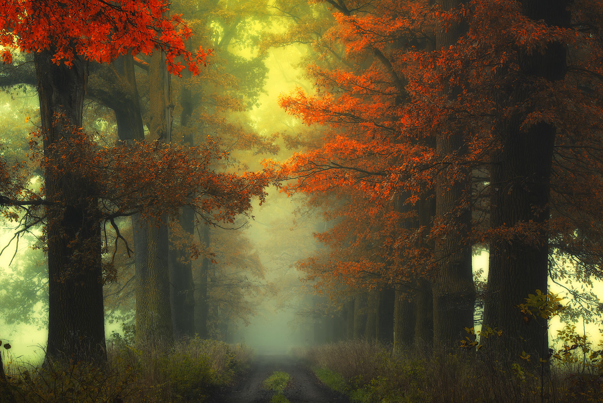 Download mobile wallpaper Nature, Tree, Fog, Fall, Earth, Path, Tree Lined, Dirt Road for free.