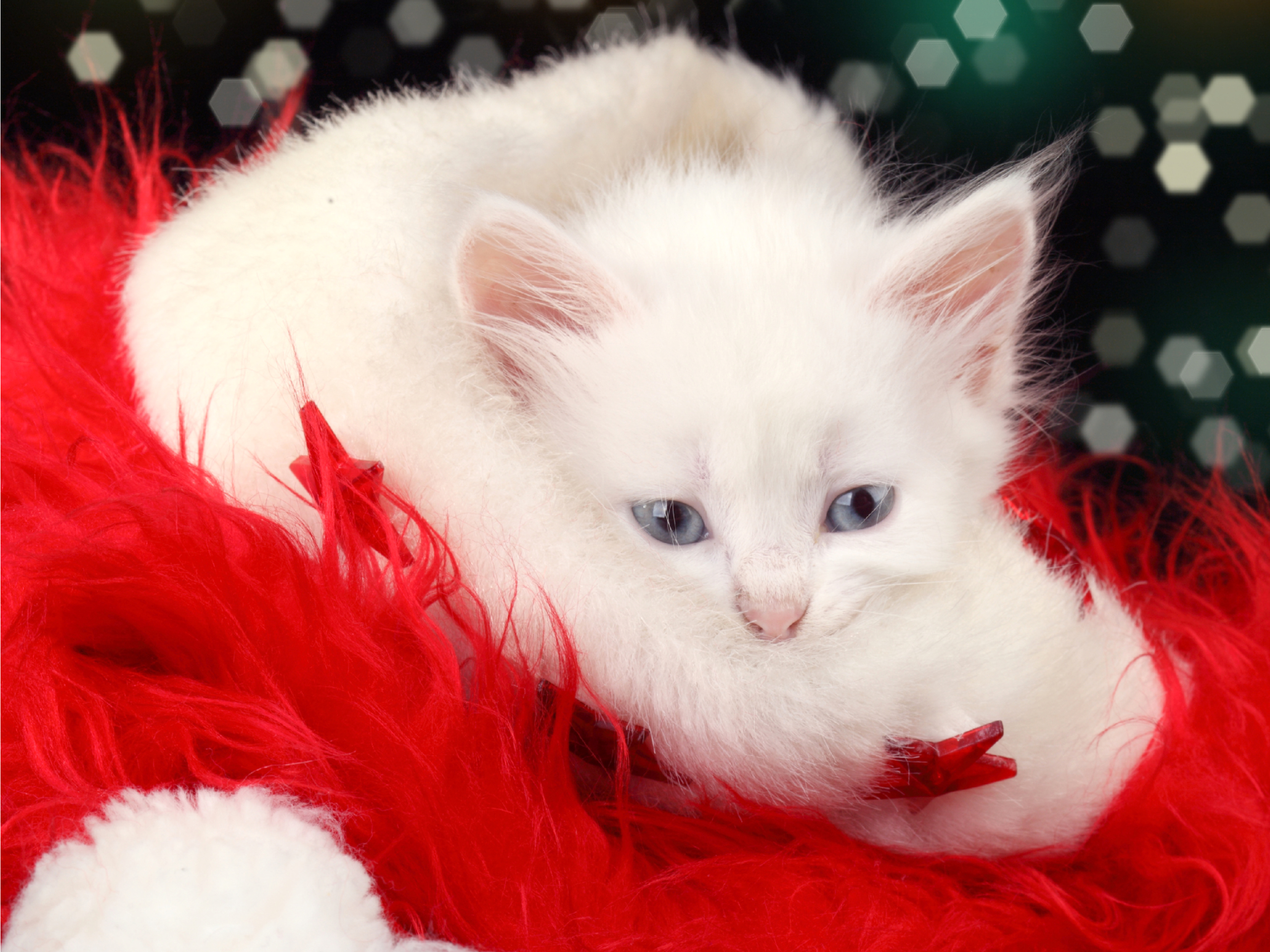 Handy-Wallpaper Weihnachten, Katze, Katzen, Tiere kostenlos herunterladen.