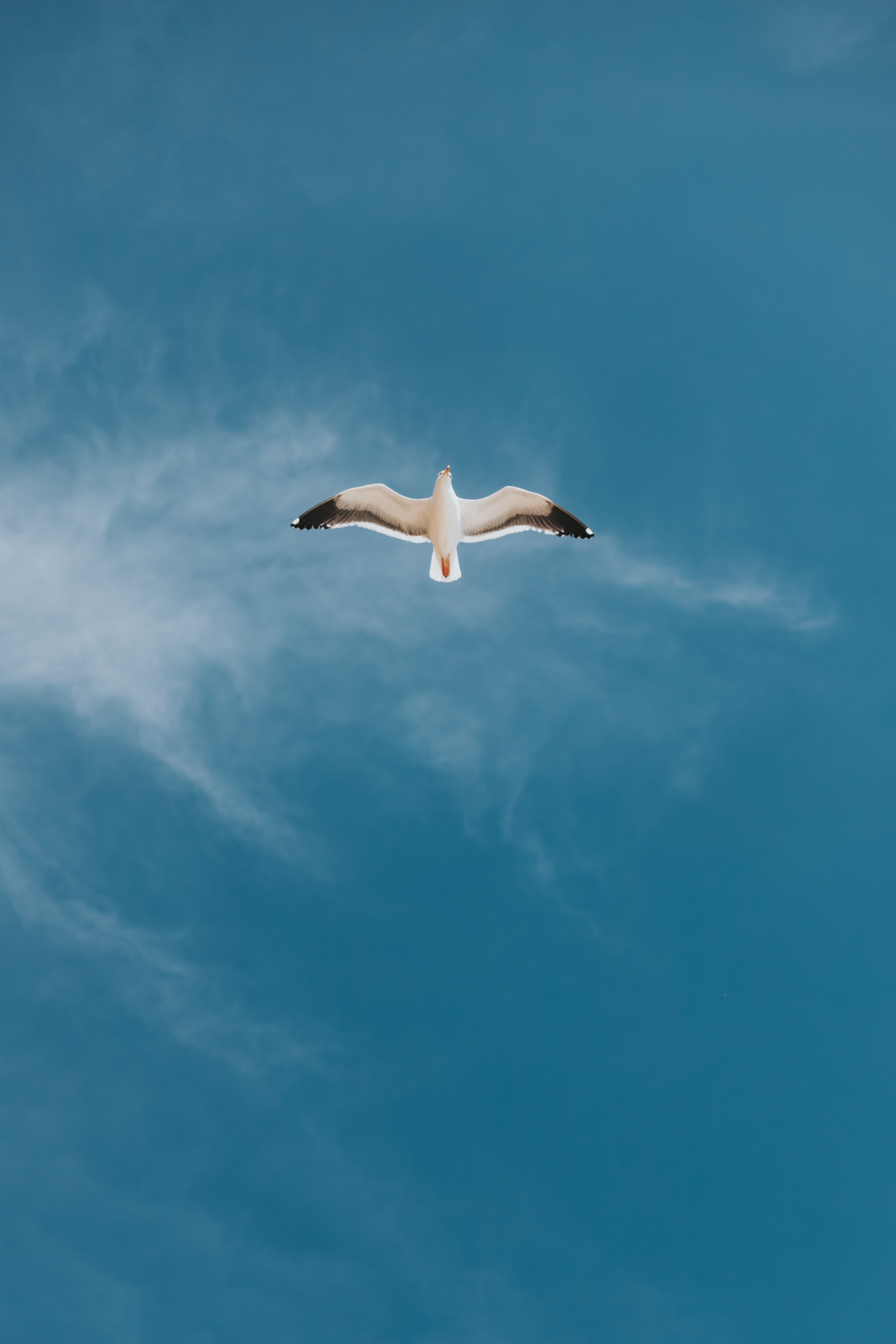 seagull, animals, gull, sky, bird, flight, wings
