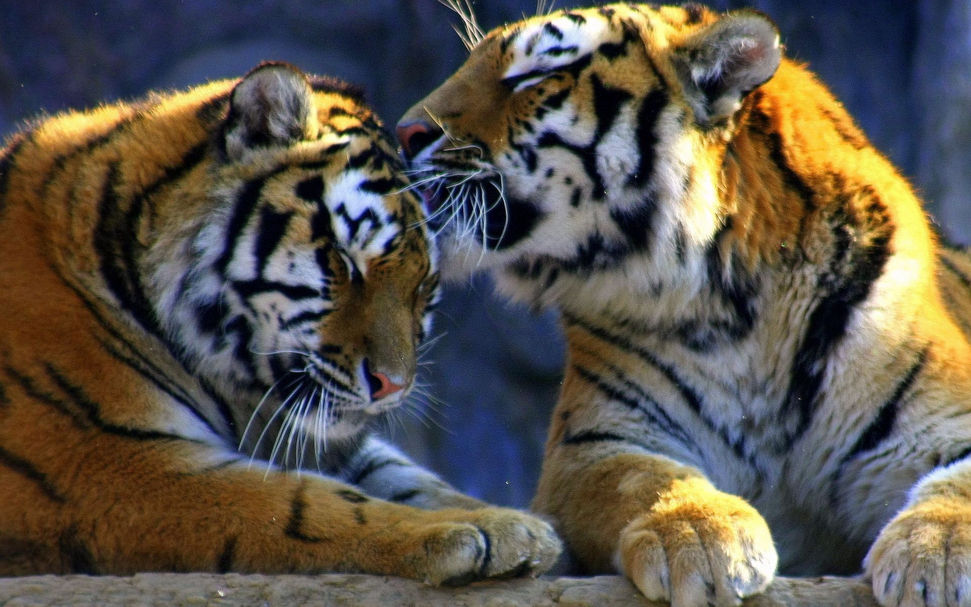Download mobile wallpaper Caress Of Predators, Predators' Affections, Tiger, Care, Animals for free.