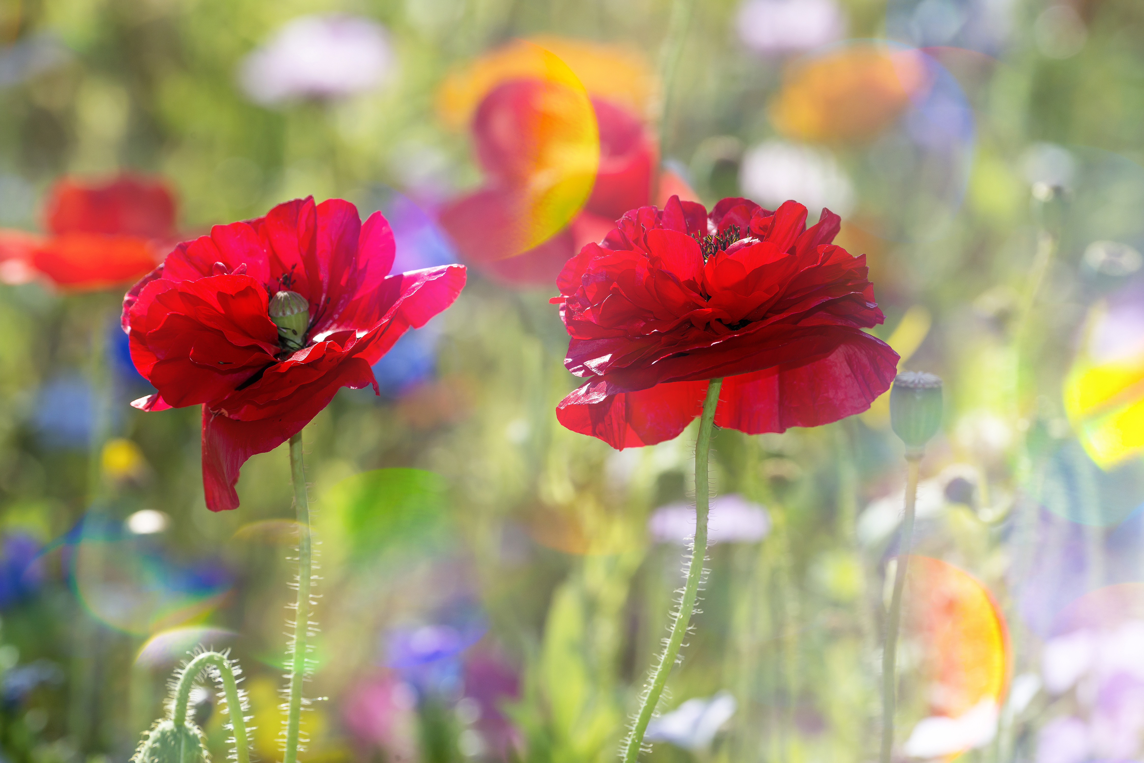 Download mobile wallpaper Nature, Flowers, Summer, Flower, Earth, Poppy, Red Flower, Depth Of Field for free.