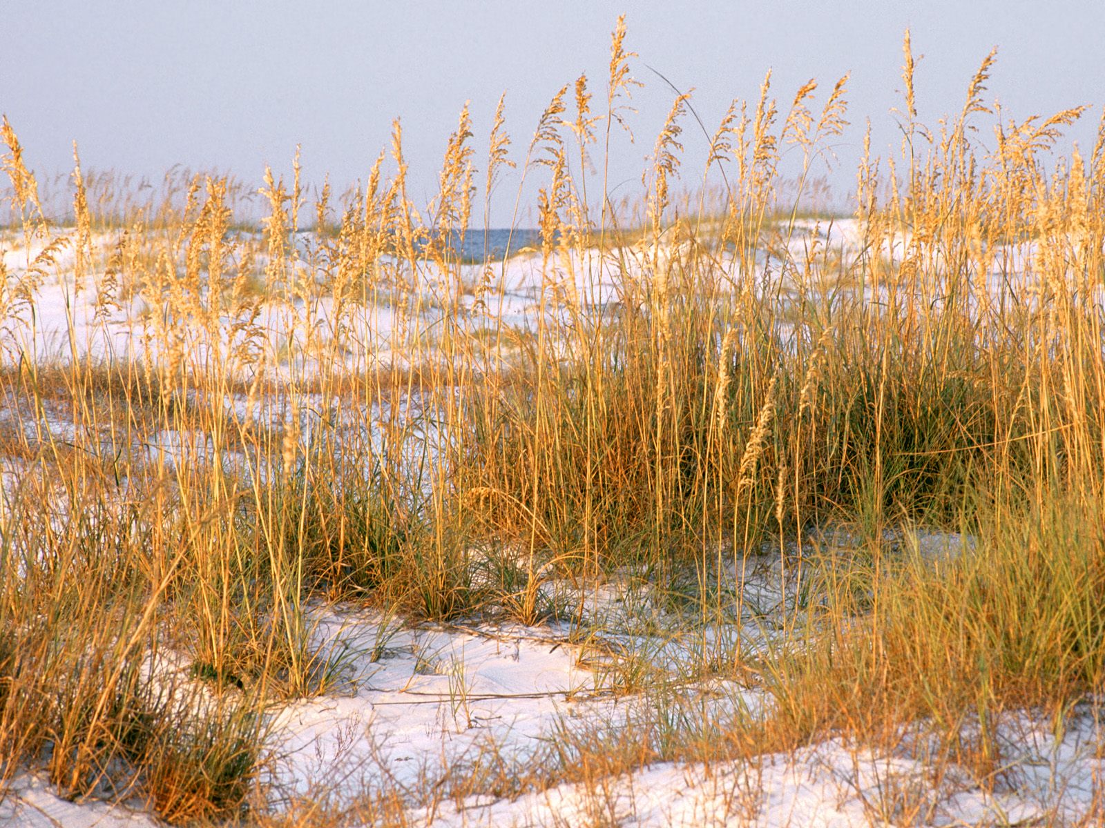 Laden Sie das Strand, Erde/natur-Bild kostenlos auf Ihren PC-Desktop herunter