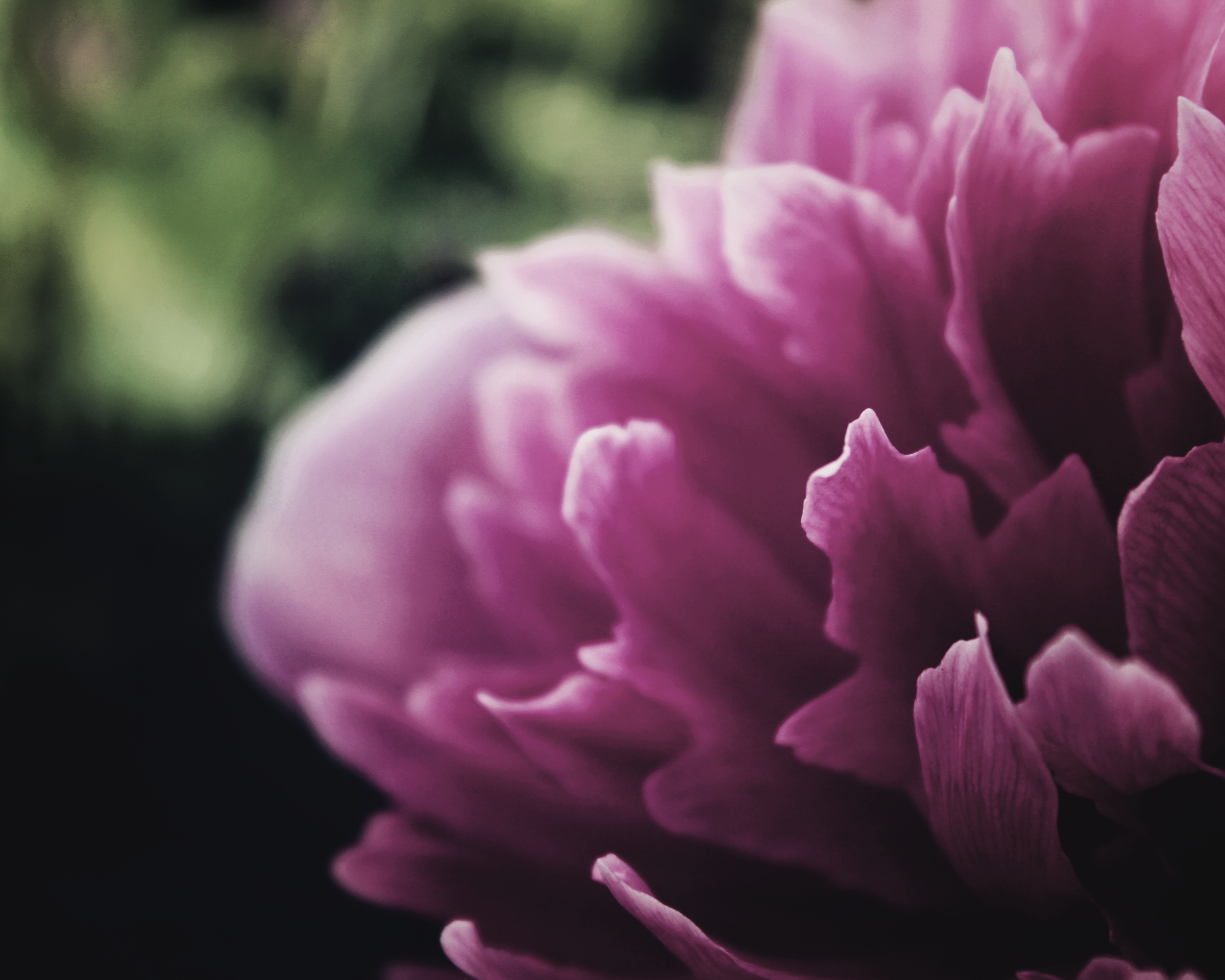 Download mobile wallpaper Nature, Flowers, Flower, Close Up, Earth, Peony, Pink Flower for free.