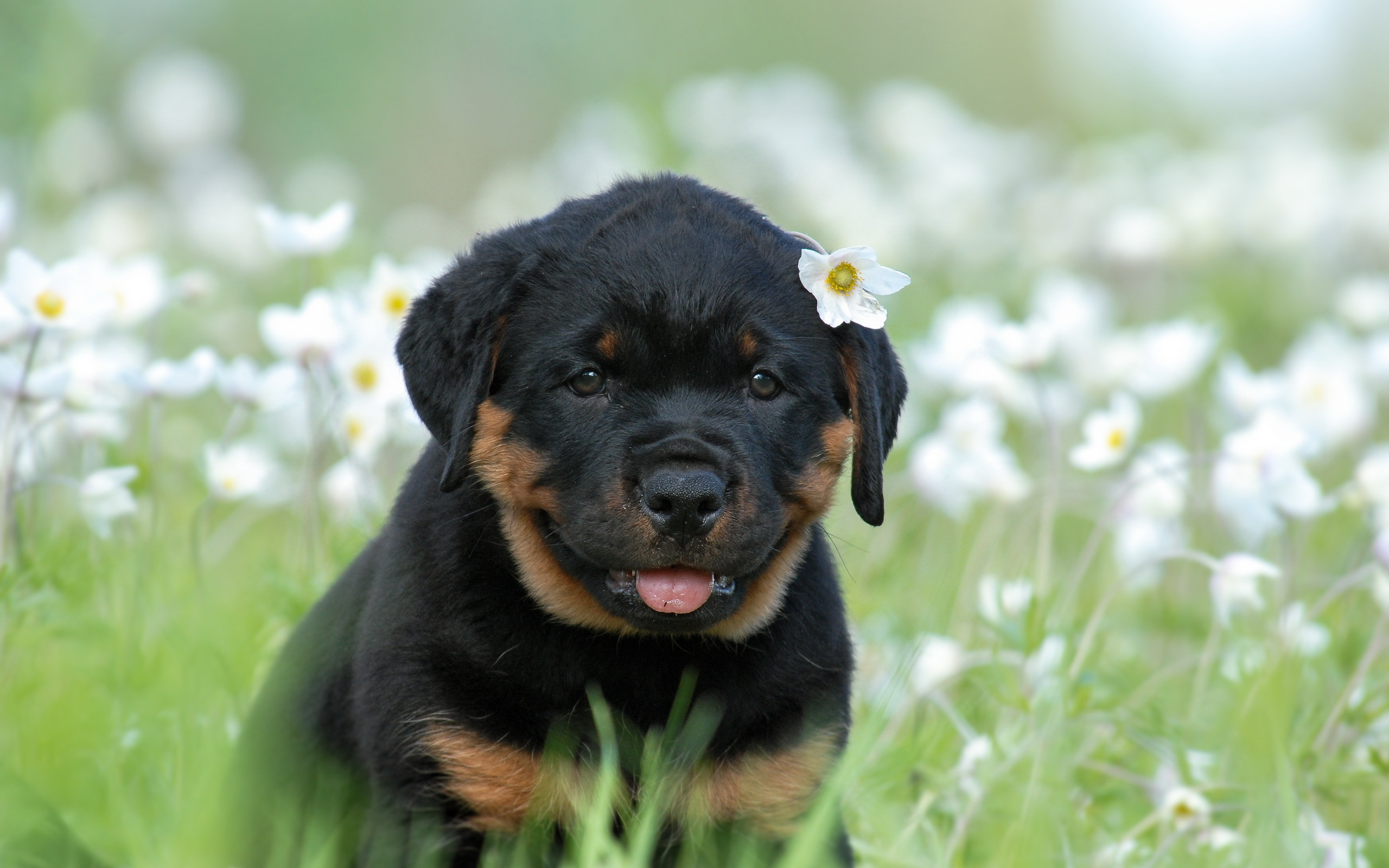 Descarga gratuita de fondo de pantalla para móvil de Perros, Cachorro, Animales.