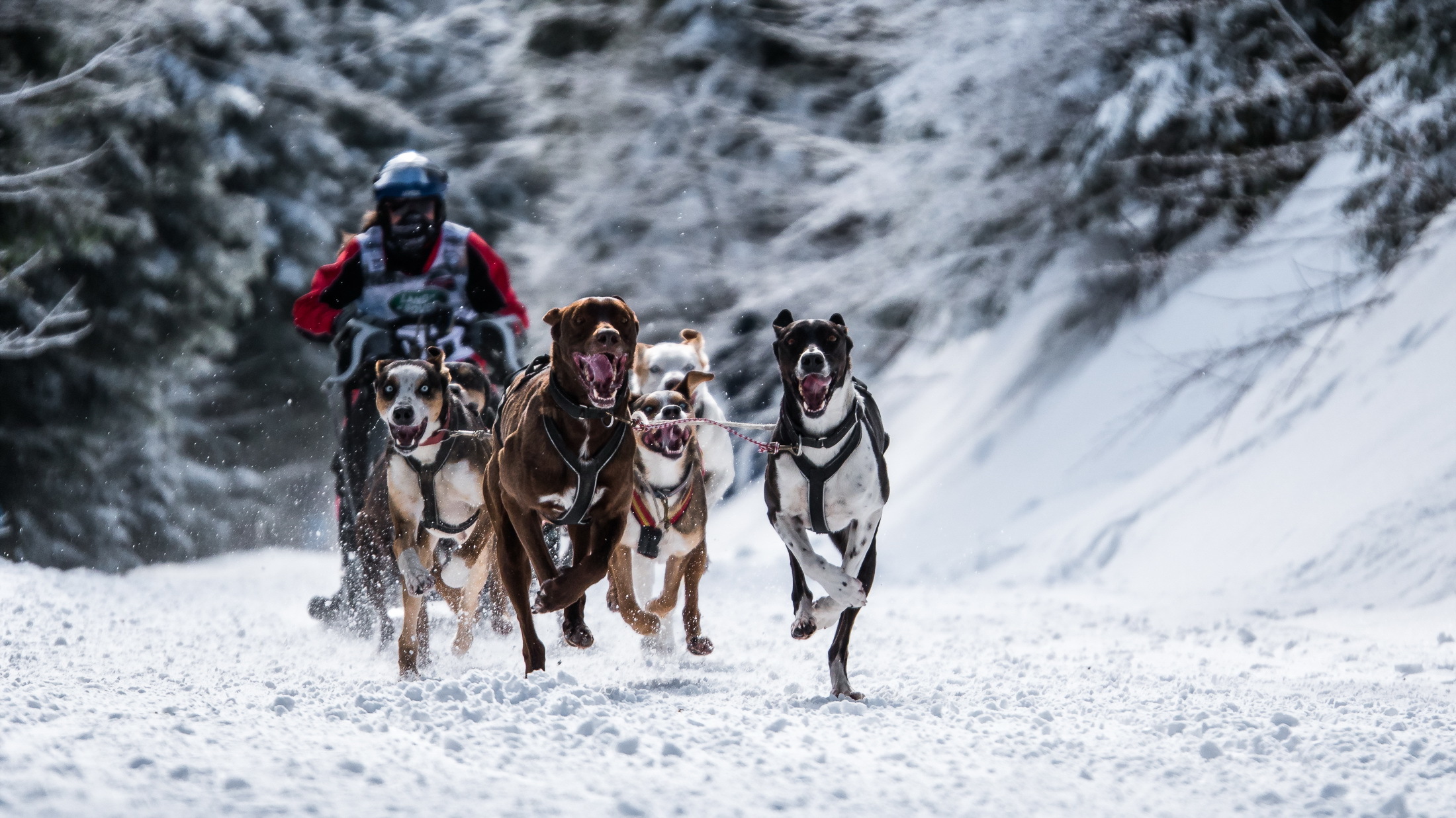 races, sports, snow, dog