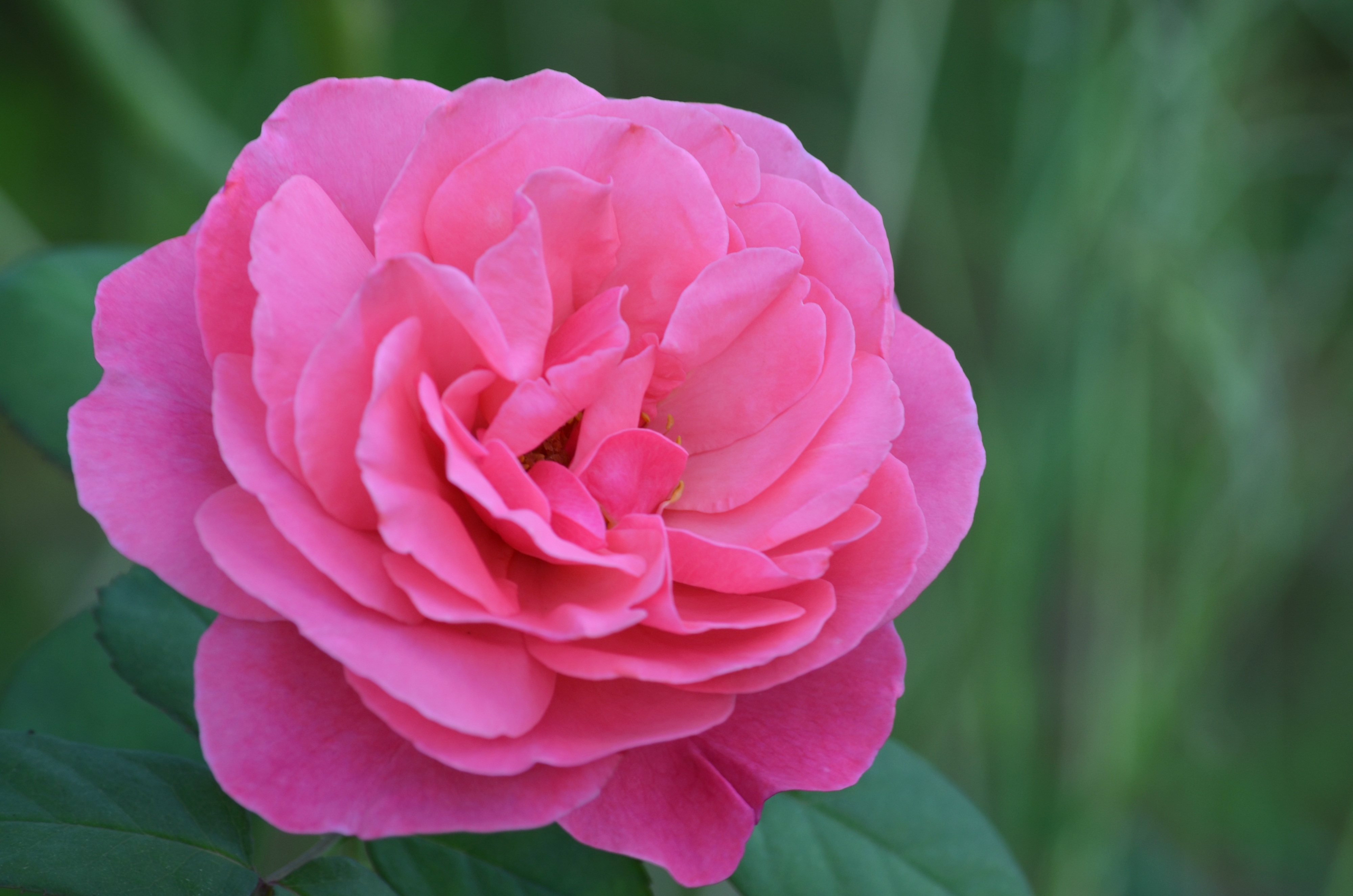 158123 baixar imagens flores, rosa, flor rosa, pétalas, bud, botão, cor de rosa - papéis de parede e protetores de tela gratuitamente
