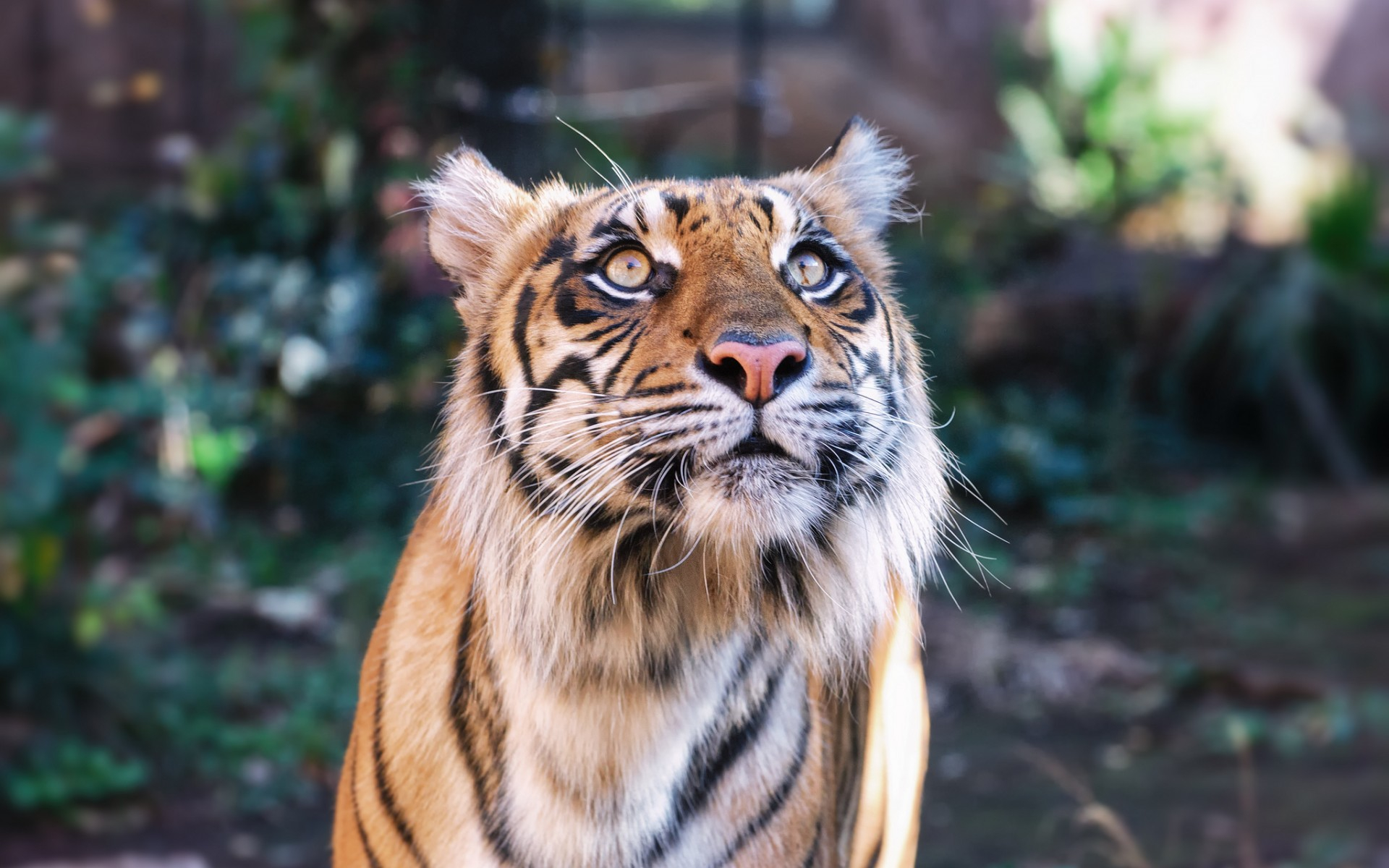 Téléchargez des papiers peints mobile Animaux, Chats, Tigre gratuitement.