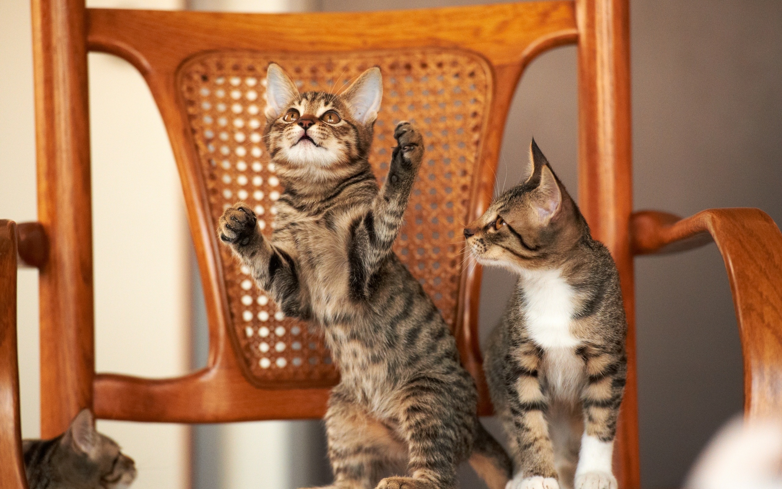 無料モバイル壁紙動物, ネコ, 猫をダウンロードします。